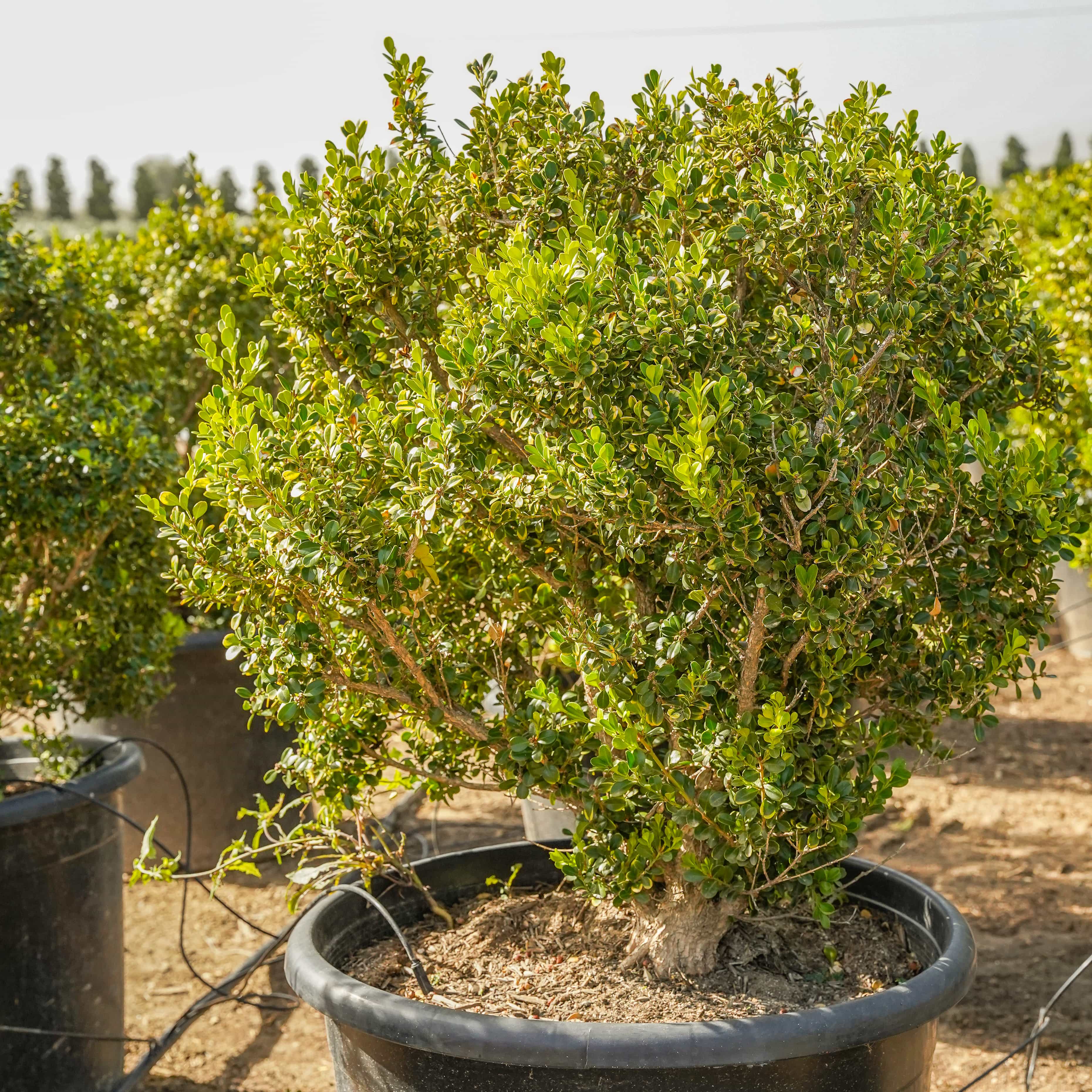 Japanese Boxwood
