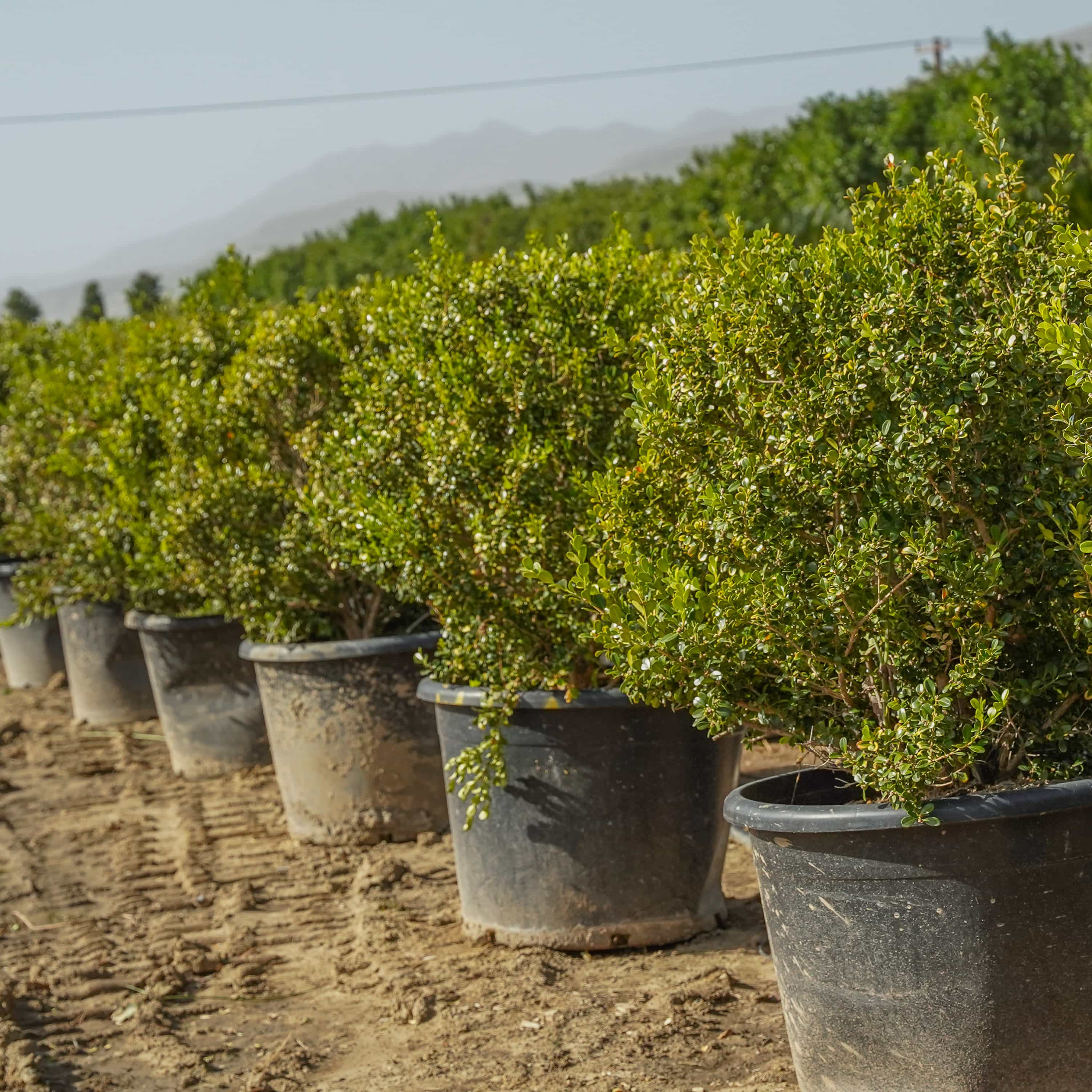 Japanese Boxwood row