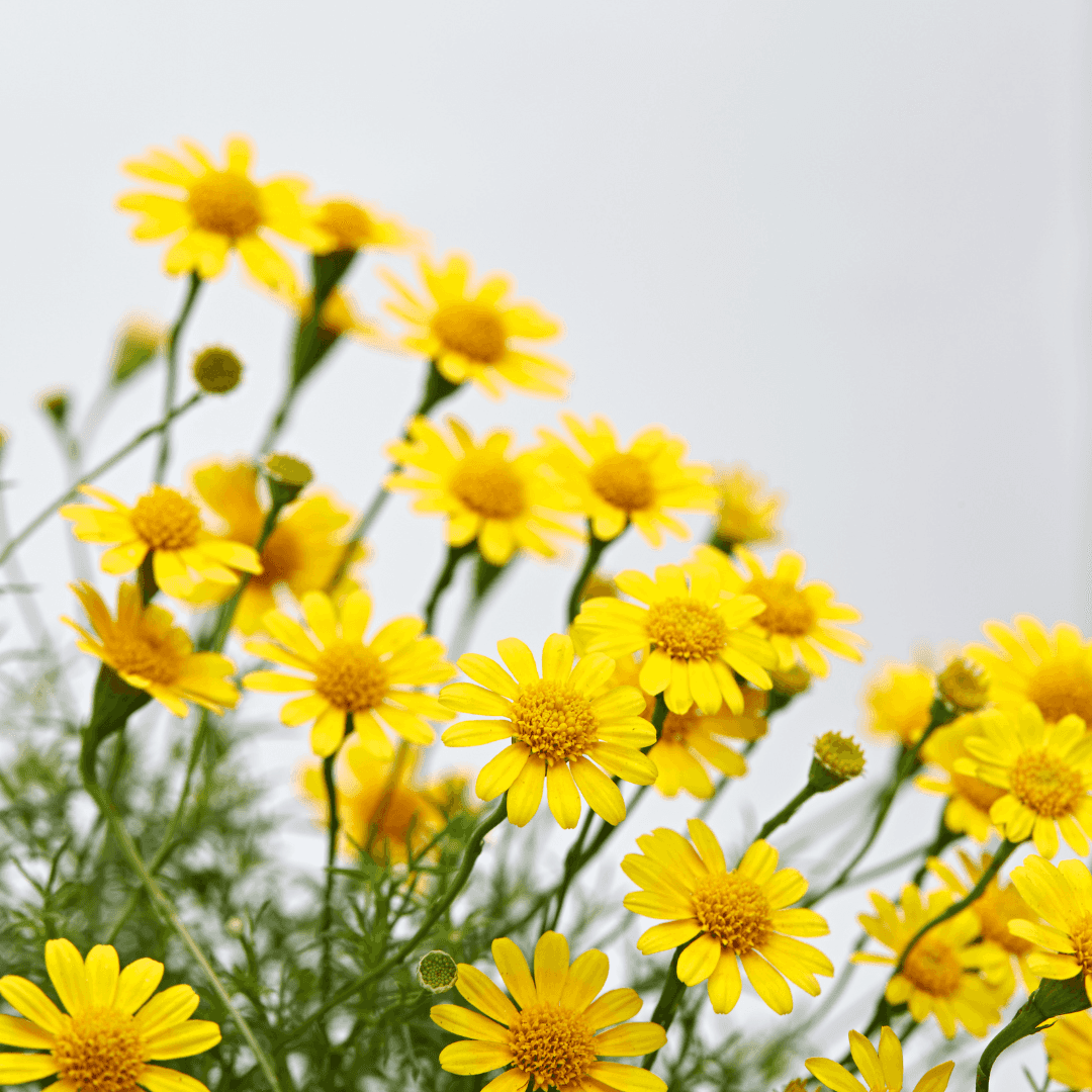 Damianita Daisy flowers close up