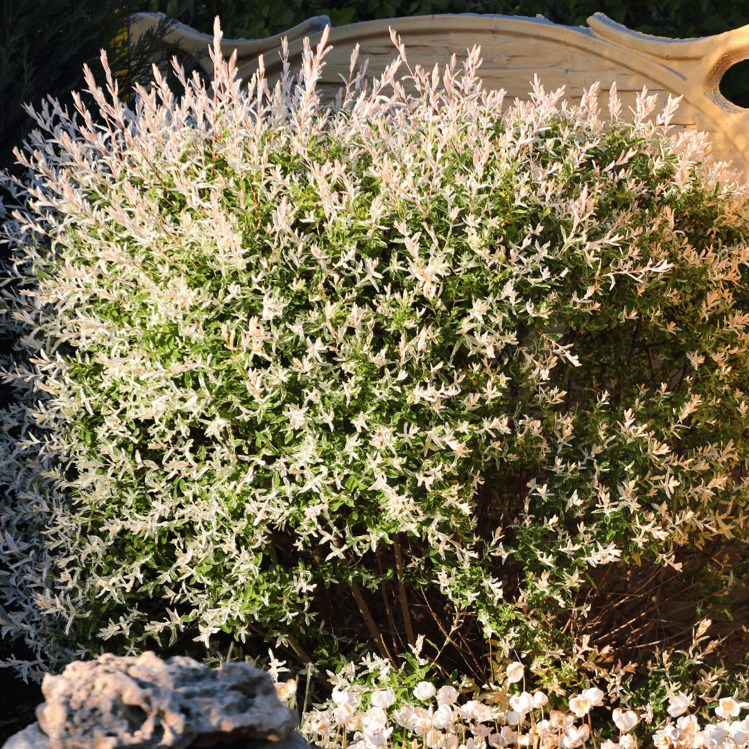Beautiful Dense and Colorful Dappled Willow Planted 