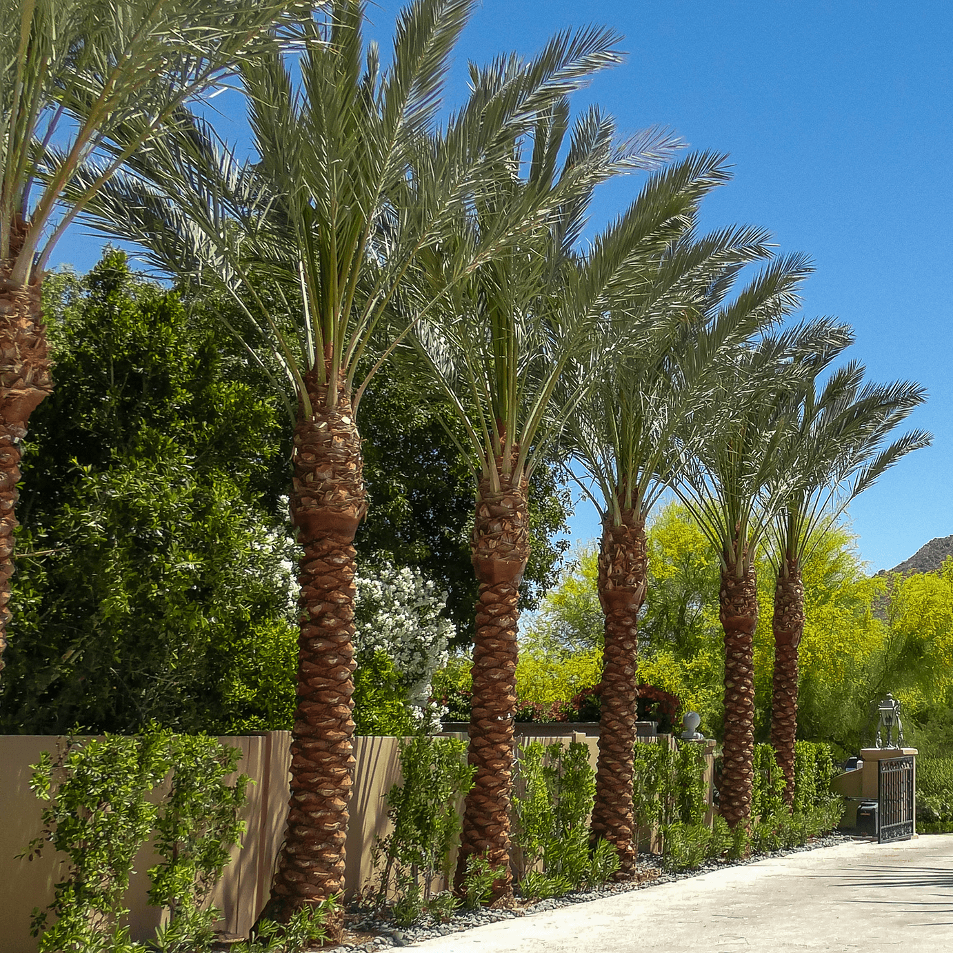 Date palm driveway