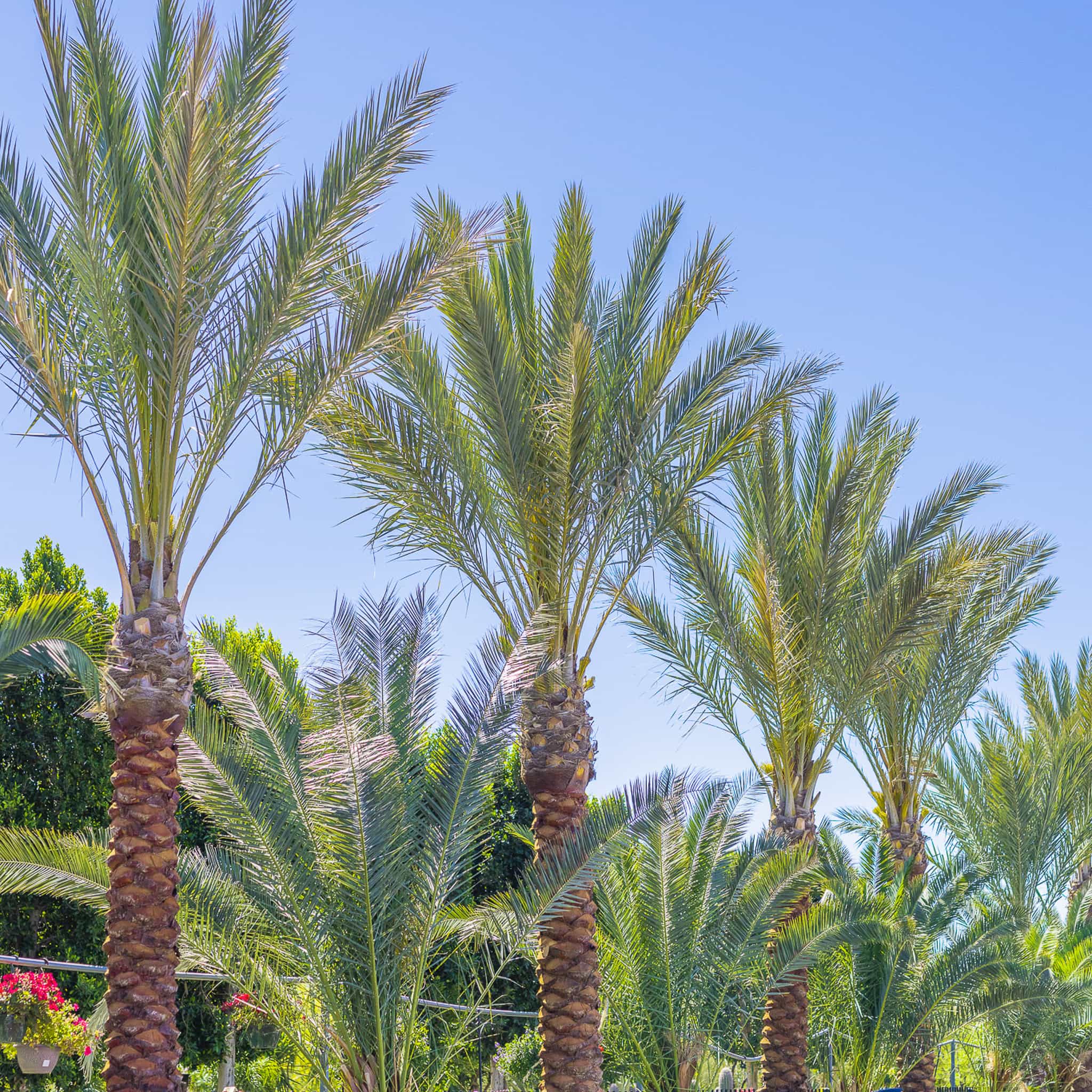 Date Palms row