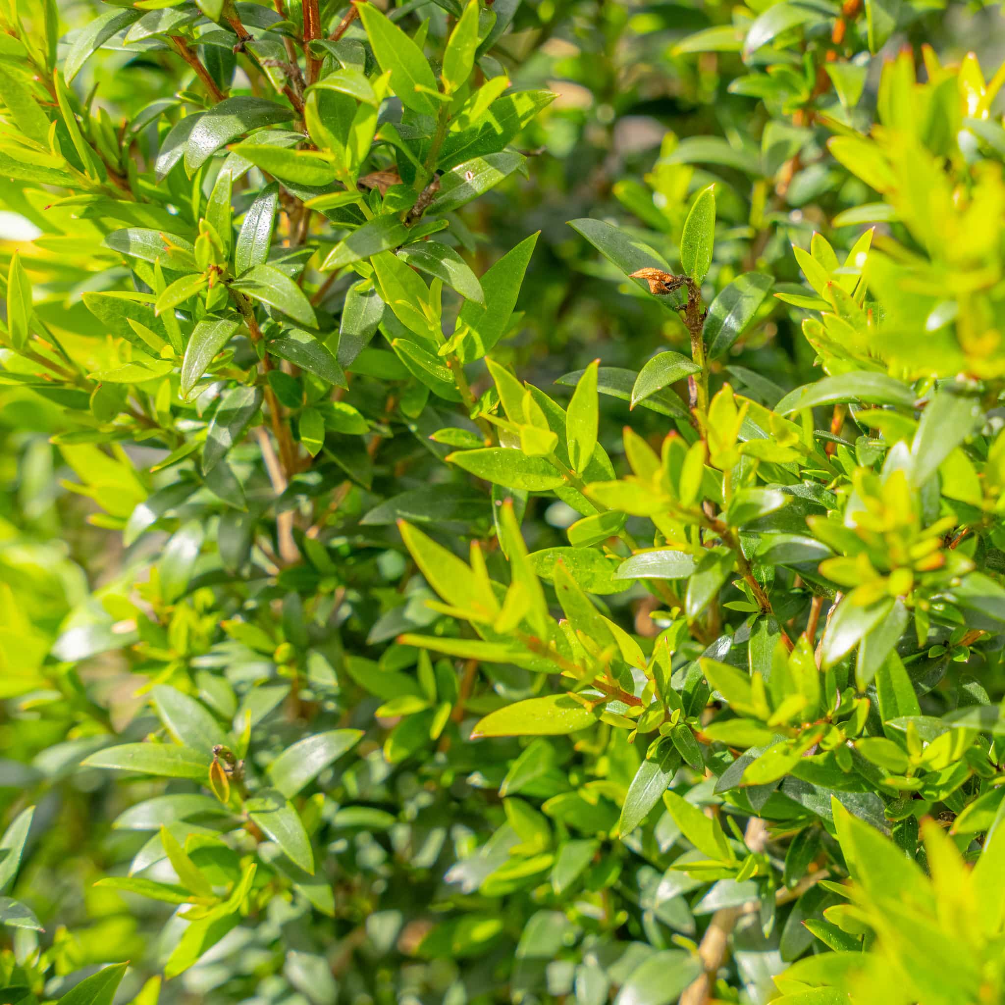 Dwarf Myrtle leaves close up