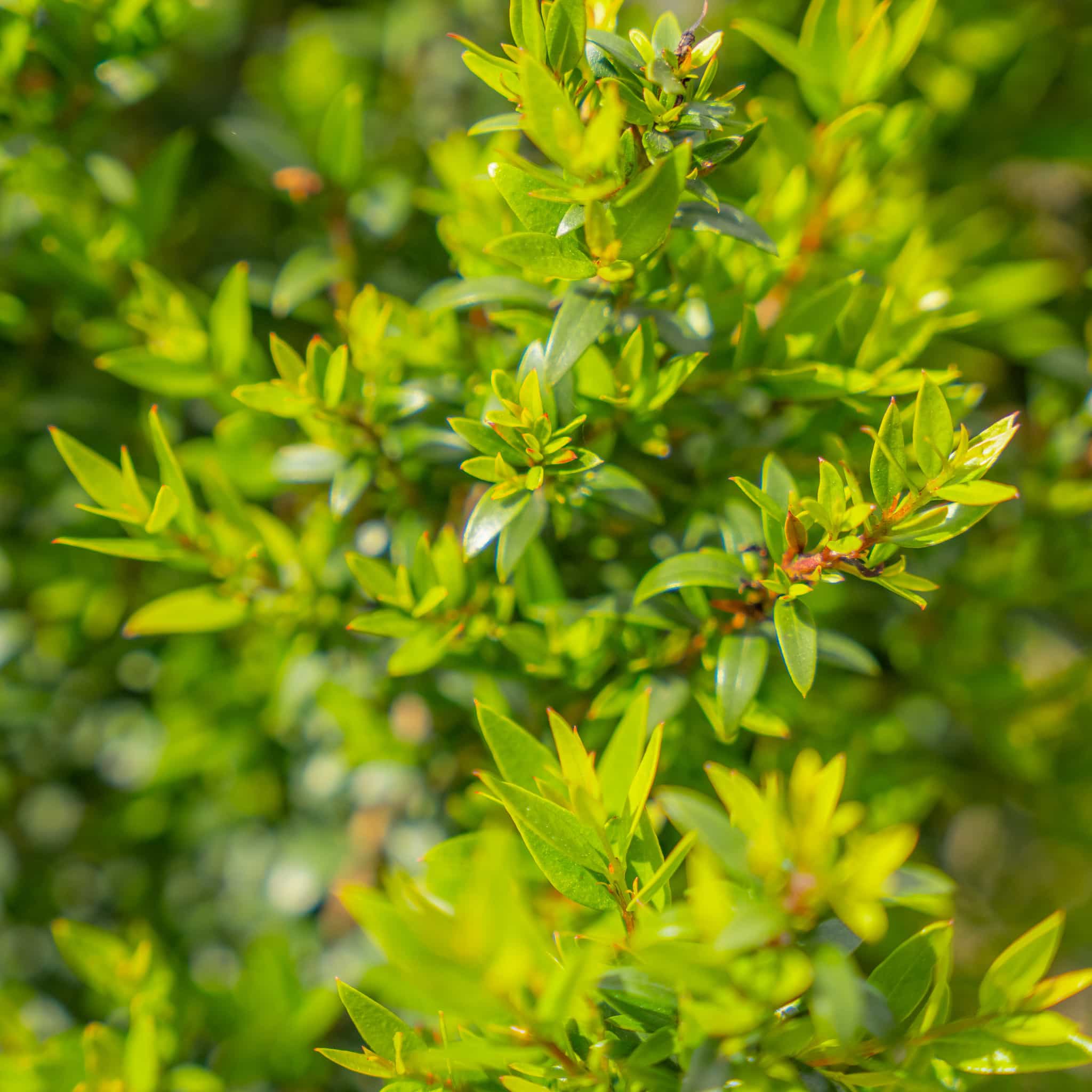 Dwarf Myrtle leaves