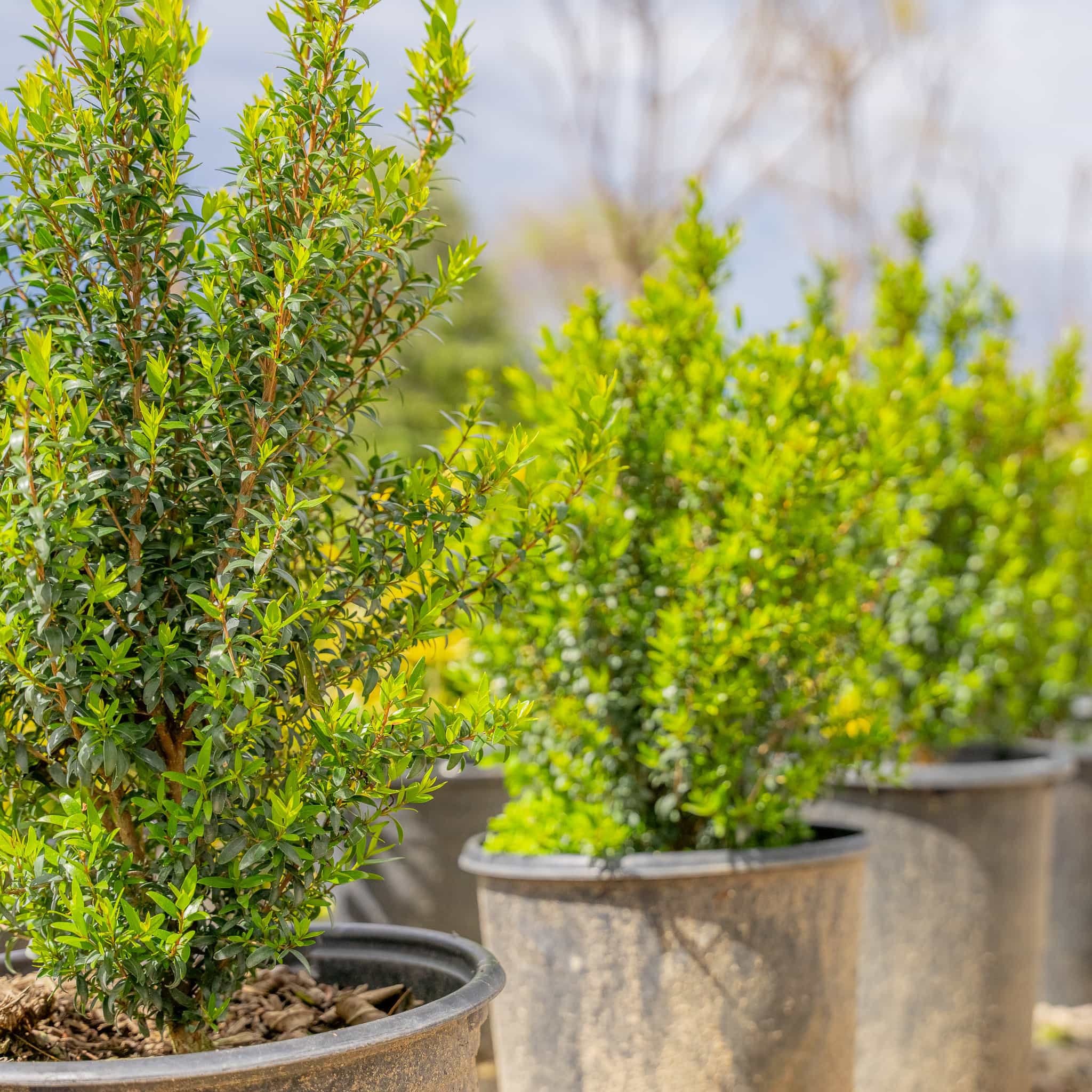Dwarf Myrtle row