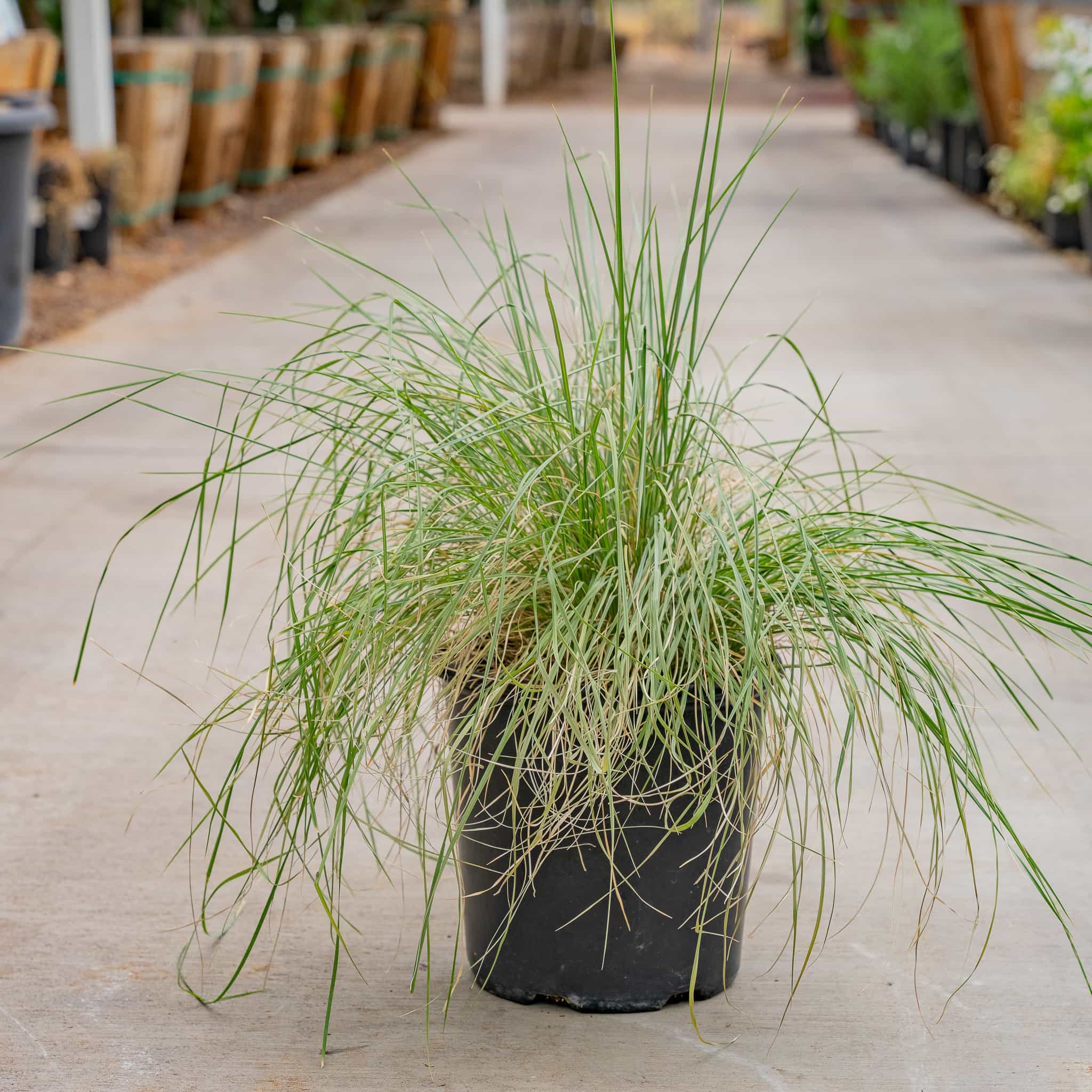 Deer Grass