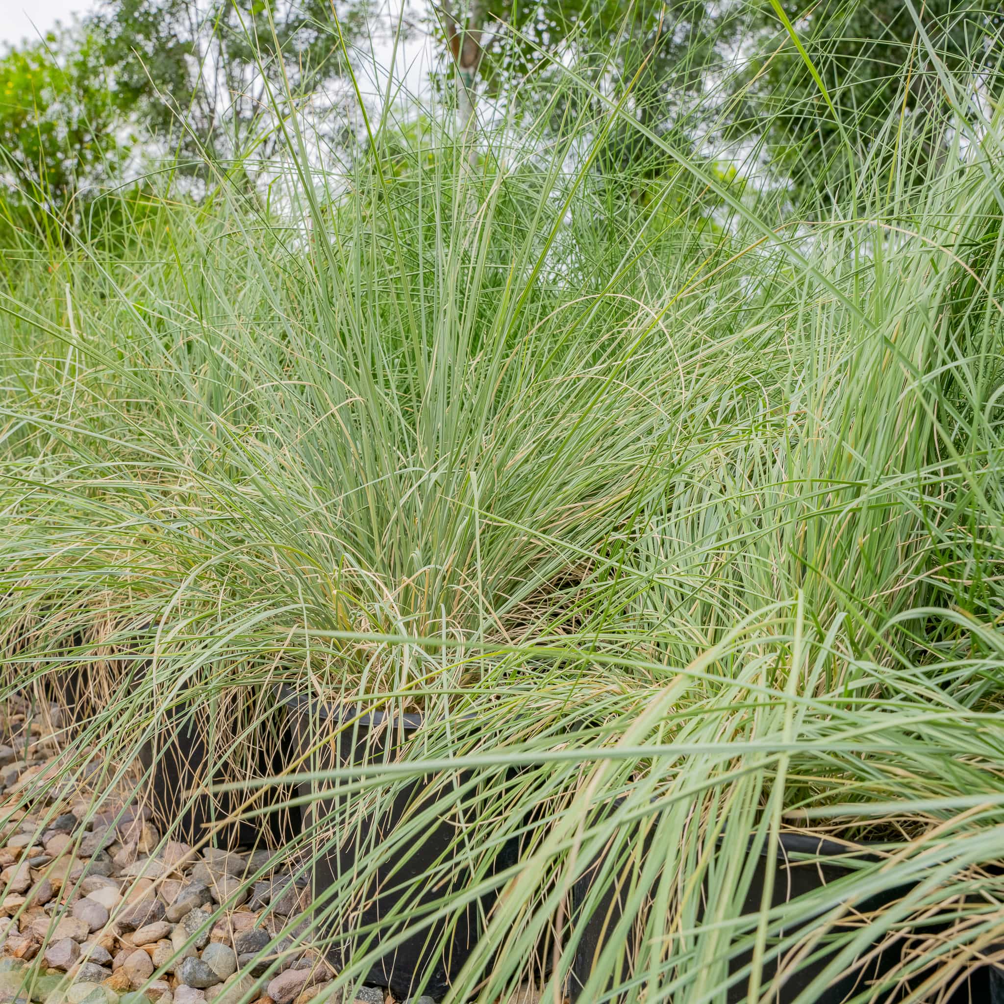 Deer Grass