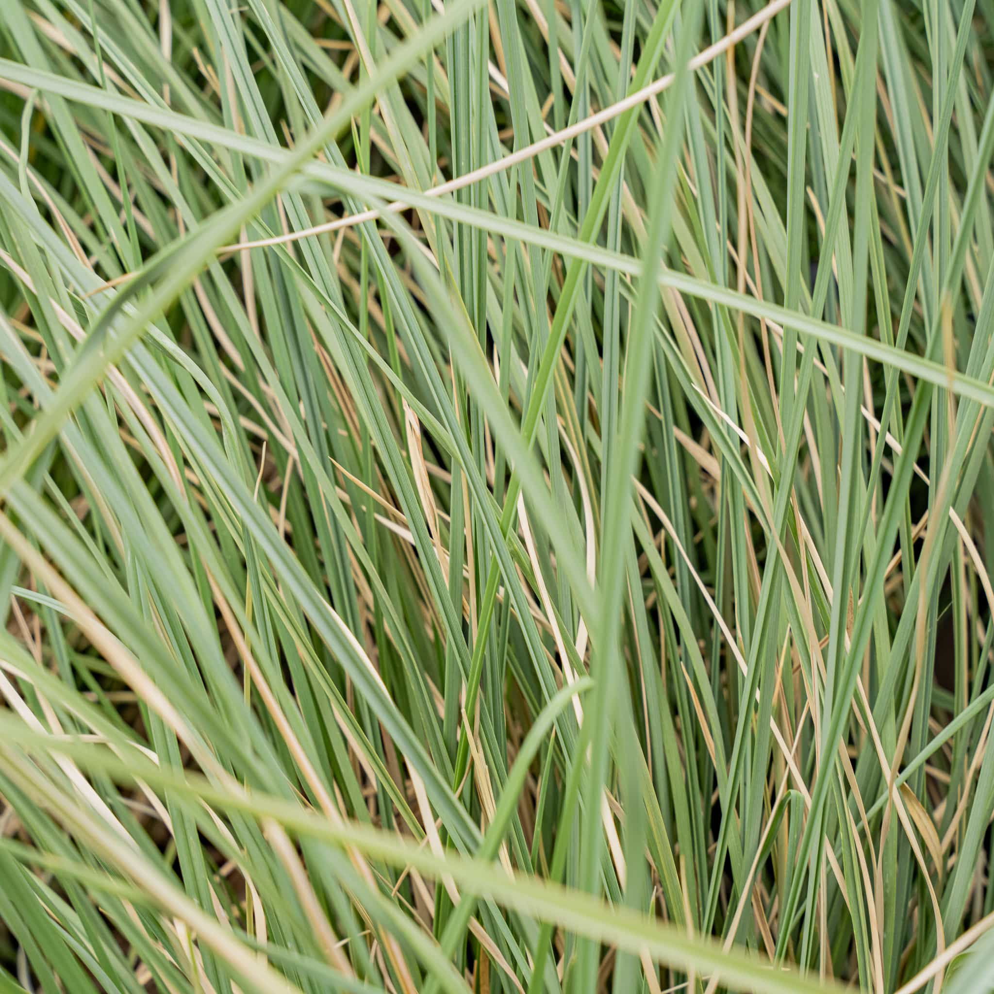 Deer Grass
