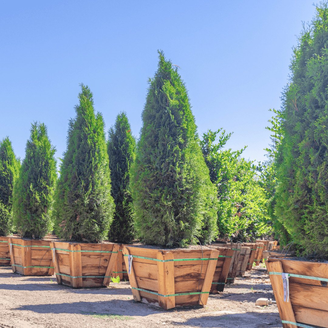 Degroot's Spire Arborvitae