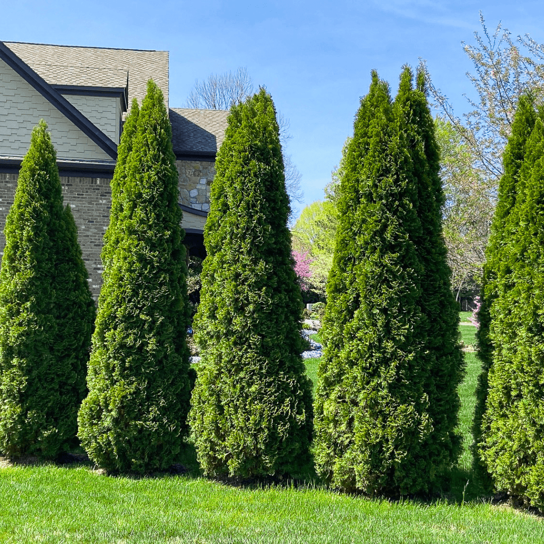 Degroot's Spire Arborvitae Planted In a Row