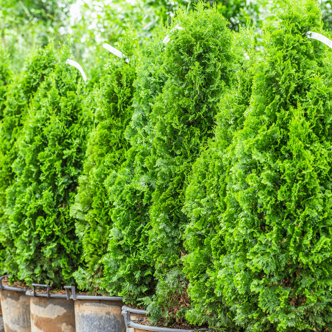 Moon Valley Nurseries
