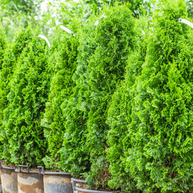 Moon Valley Nurseries