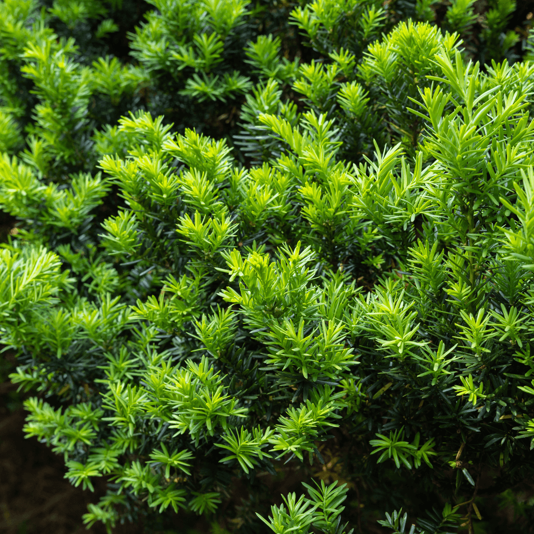 Dense Spreading Yew Plant Planted