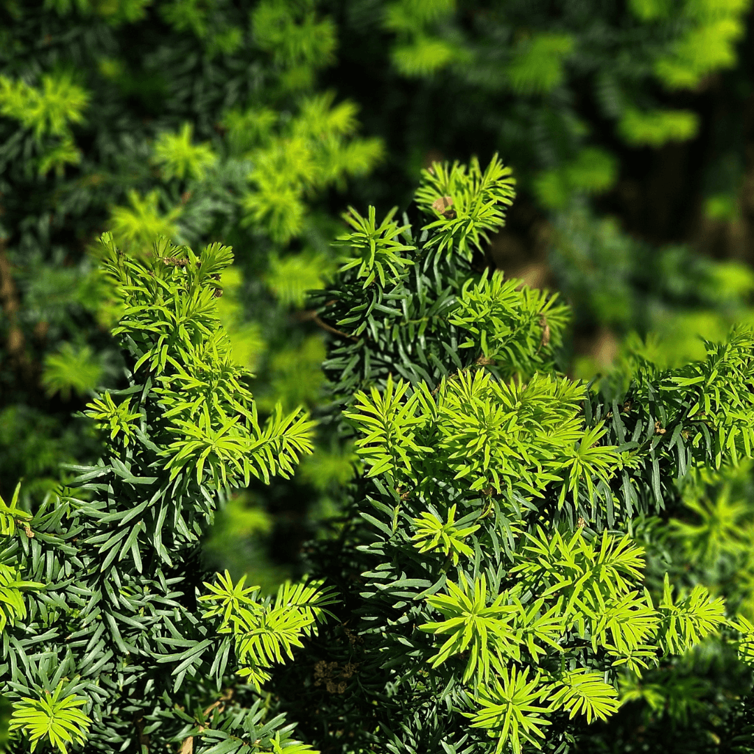 Dense Yew Plant with Lush Green Foliage Planted