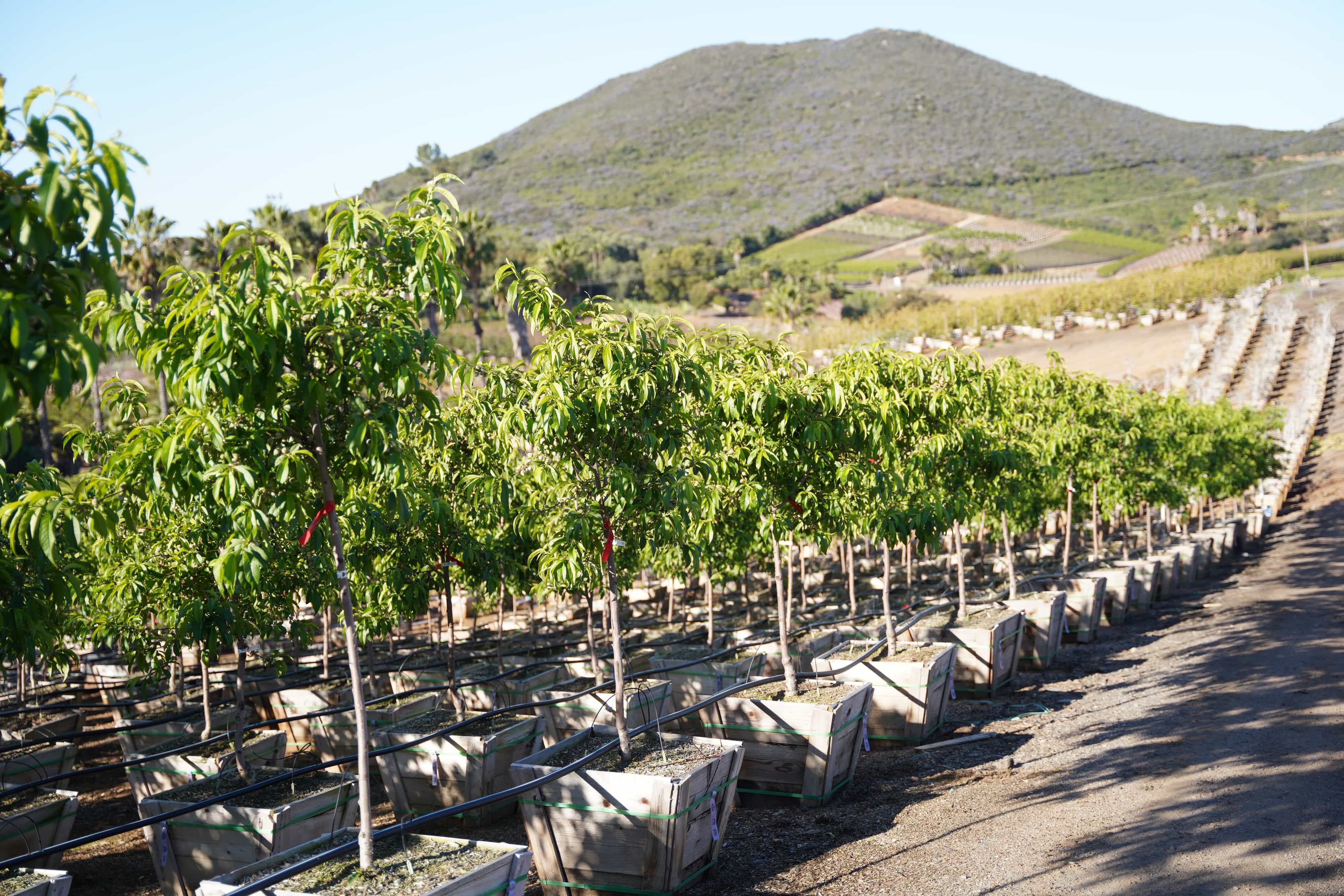 Desert Gold Peach Moon Valley Nurseries