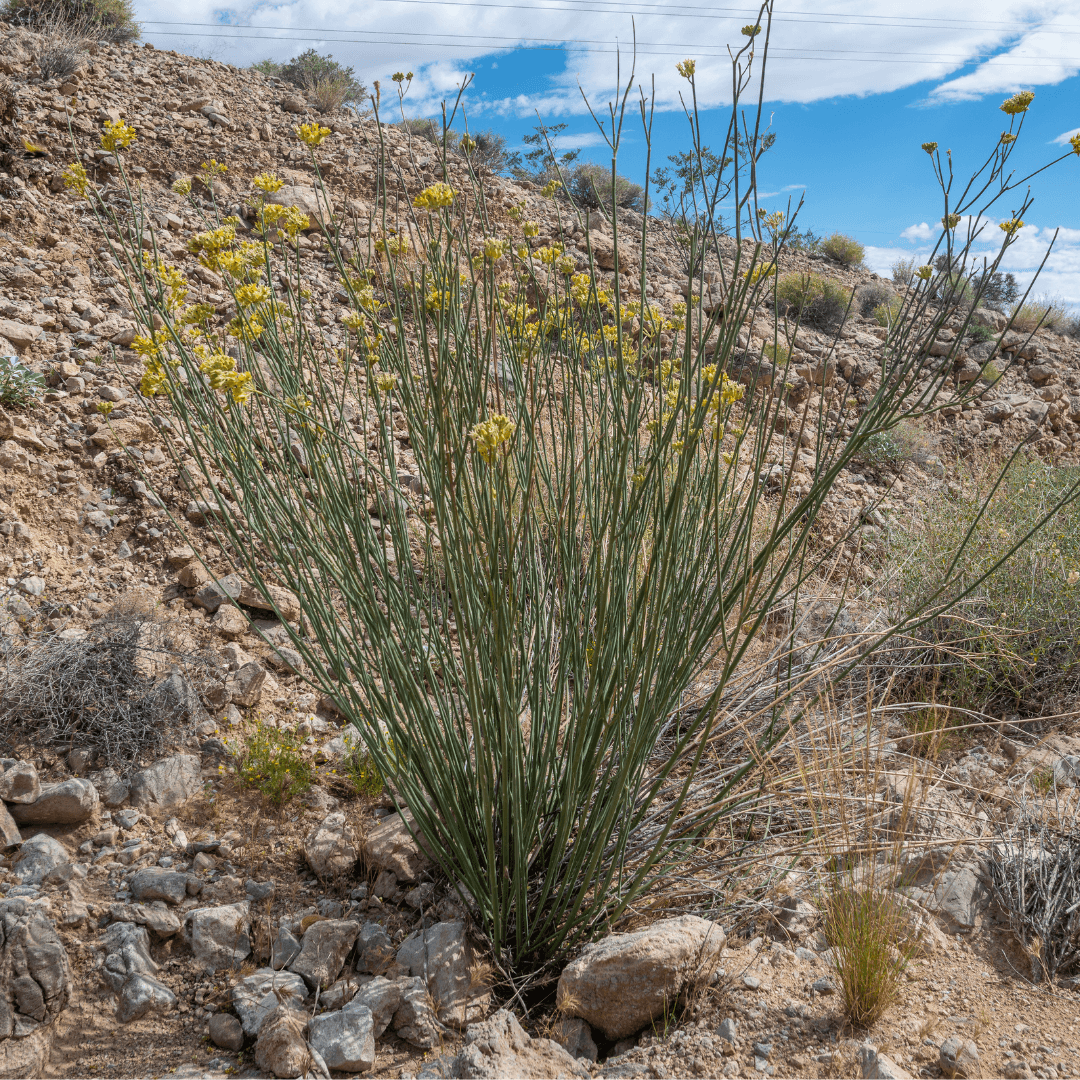 Mature Blooming Desert Milkweed Planted in the Desert