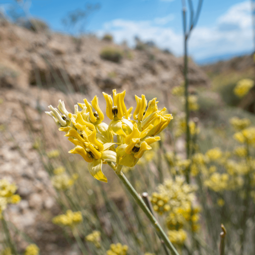 Mature Blooming Desert Milkweed Plant 