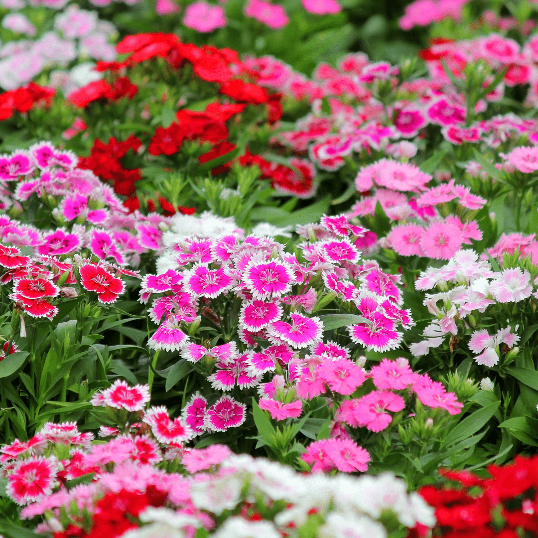 Beautiful Assorted Blooming Dianthus Flowers