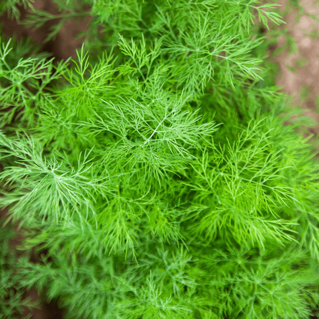 Leafy Green Dill Plant