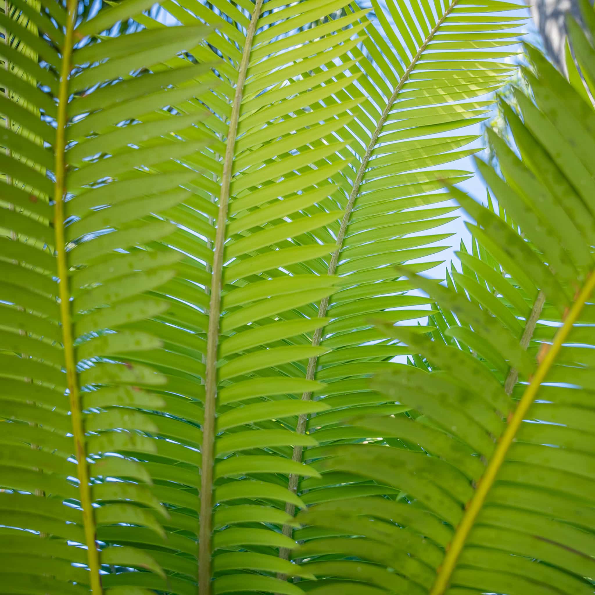 Dioon Palm