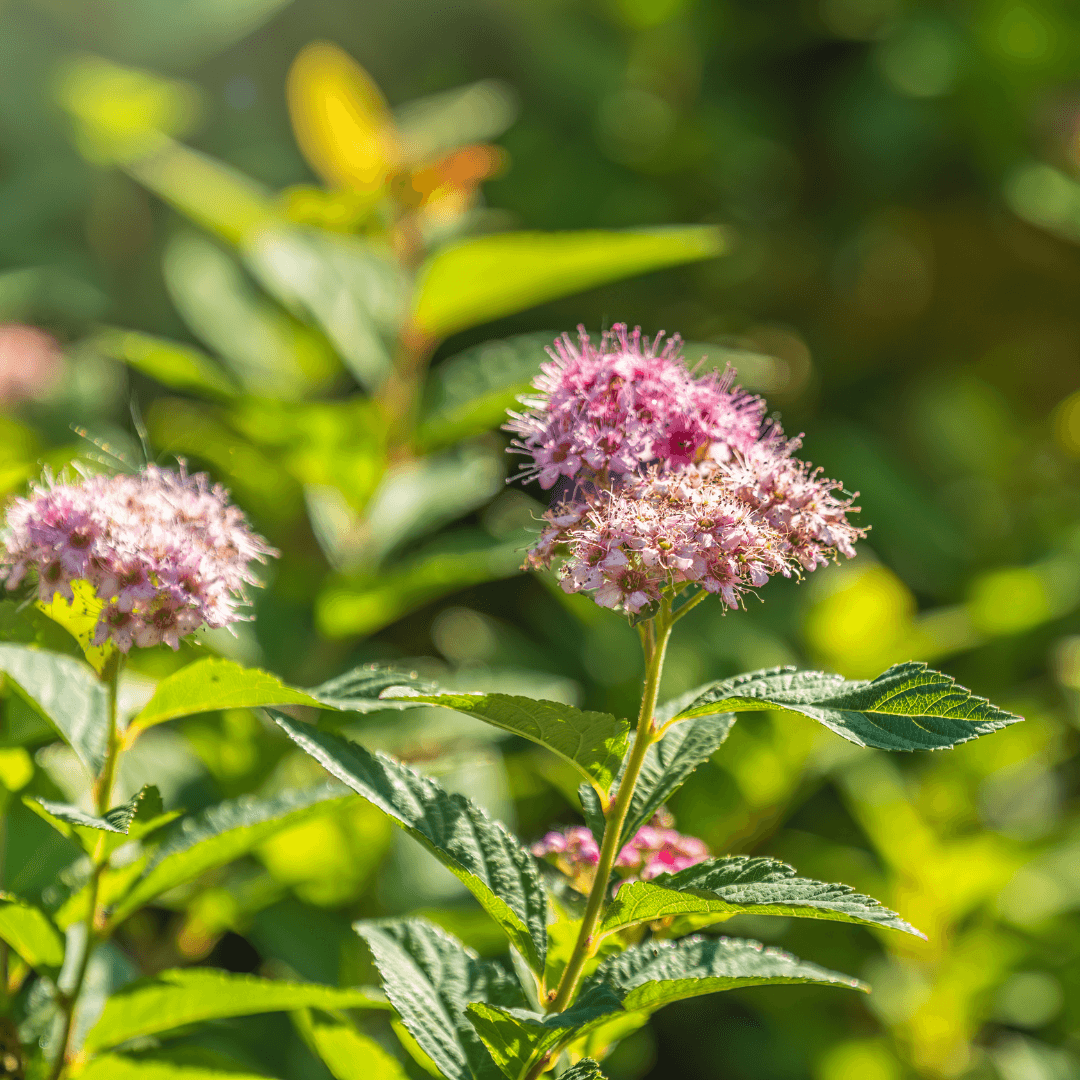 Beautiful Blooming Double Play Spirea Plant with Pink Flowers
