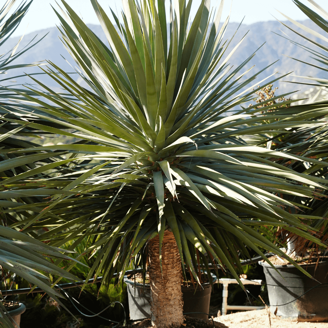 Mature Single Dracaena Draco Plant Potted In Nursery Row
