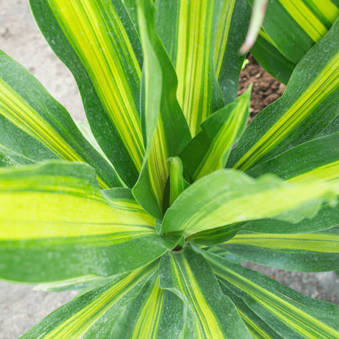 Colorful Dracaena Ray of Sunshine Plant