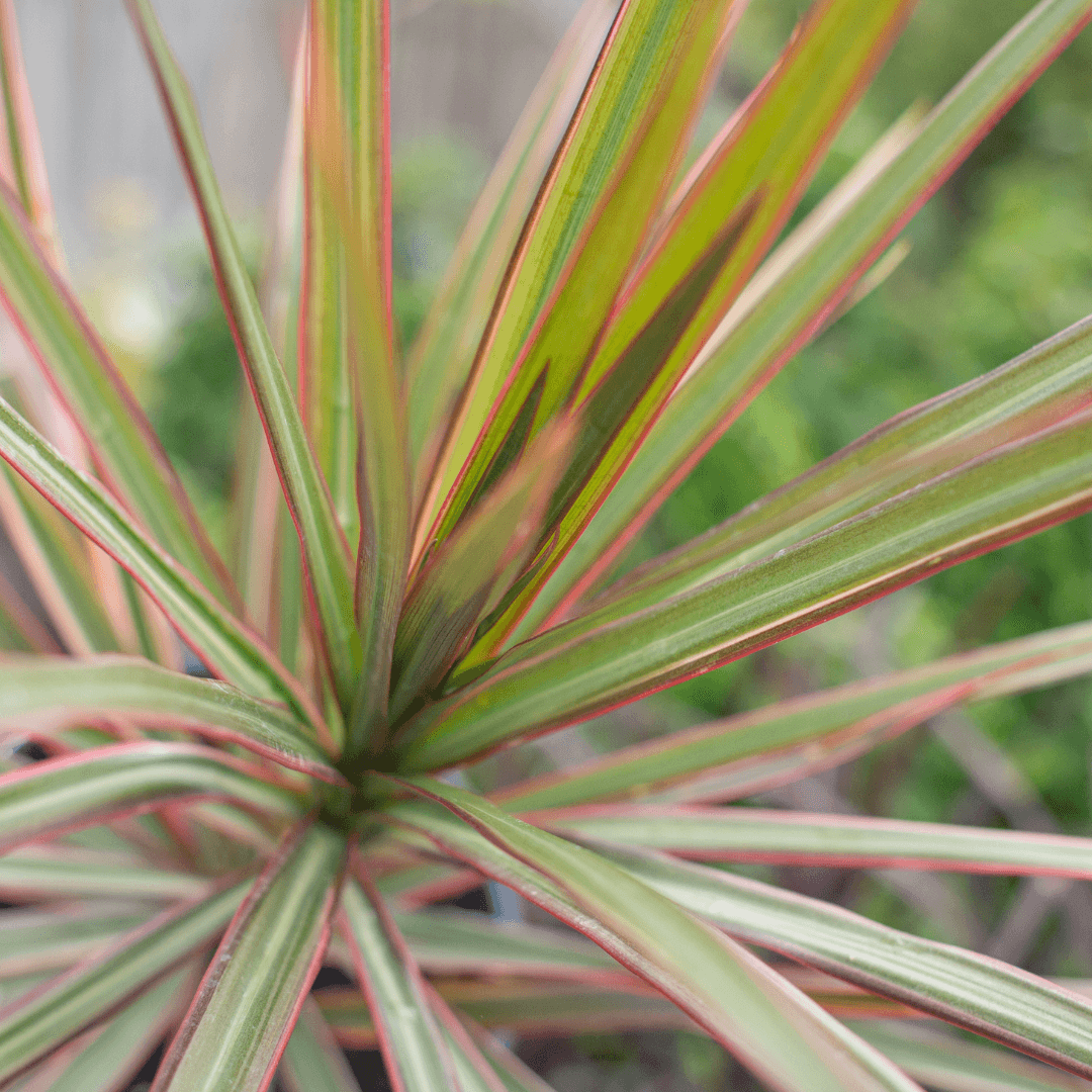 Multi Colored Dracaena Spike Potted