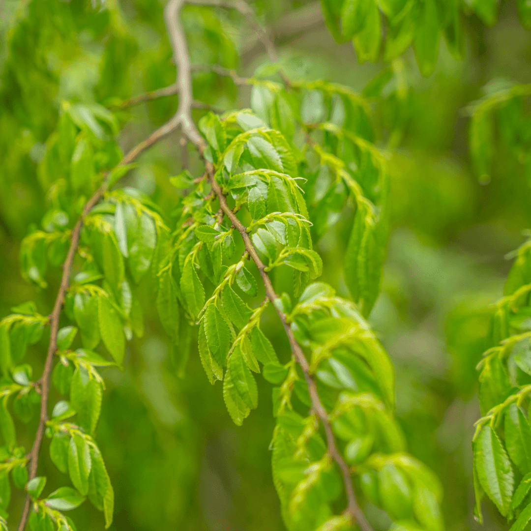 Drake's Chinese Elm Foliage