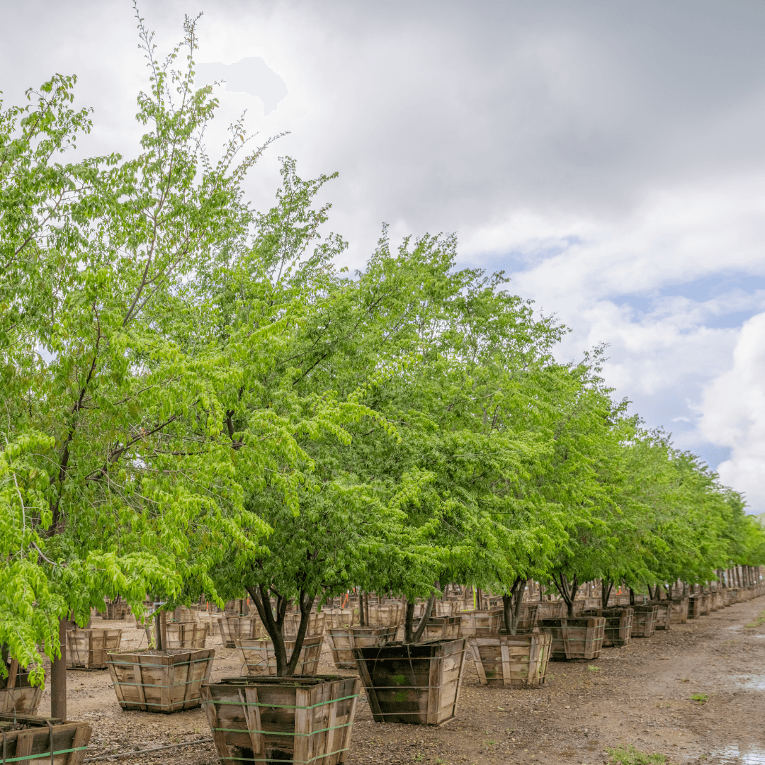 Drake's Chinese Elm Trees