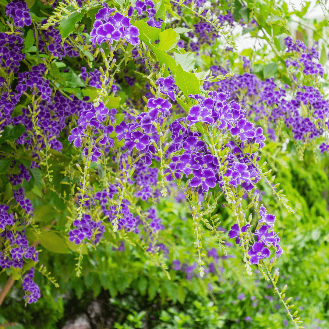 Beautiful Blooming Duranta Skyflower Purple Flowers