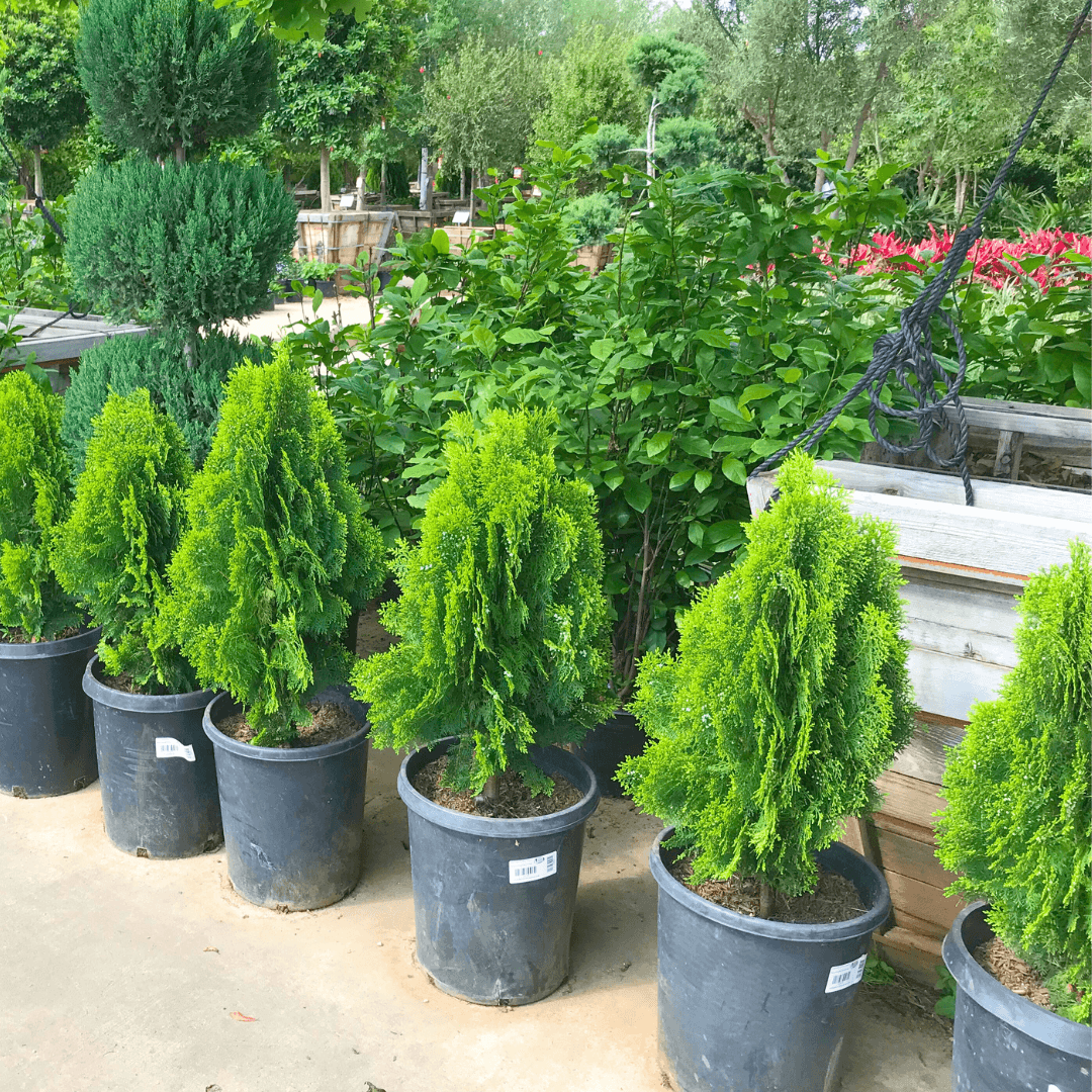Dwarf Golden Arborvitae