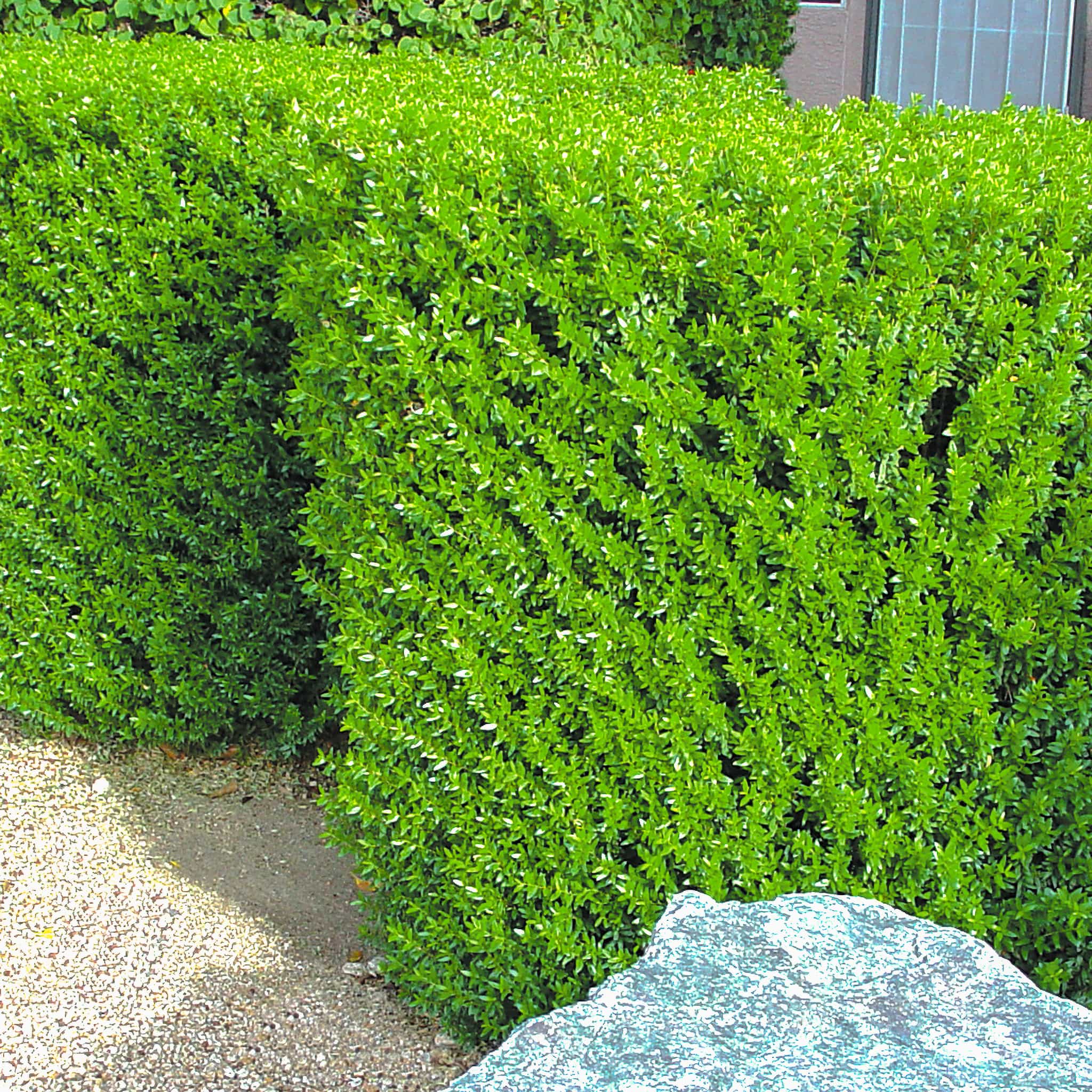 Dwarf Myrtle in landscape