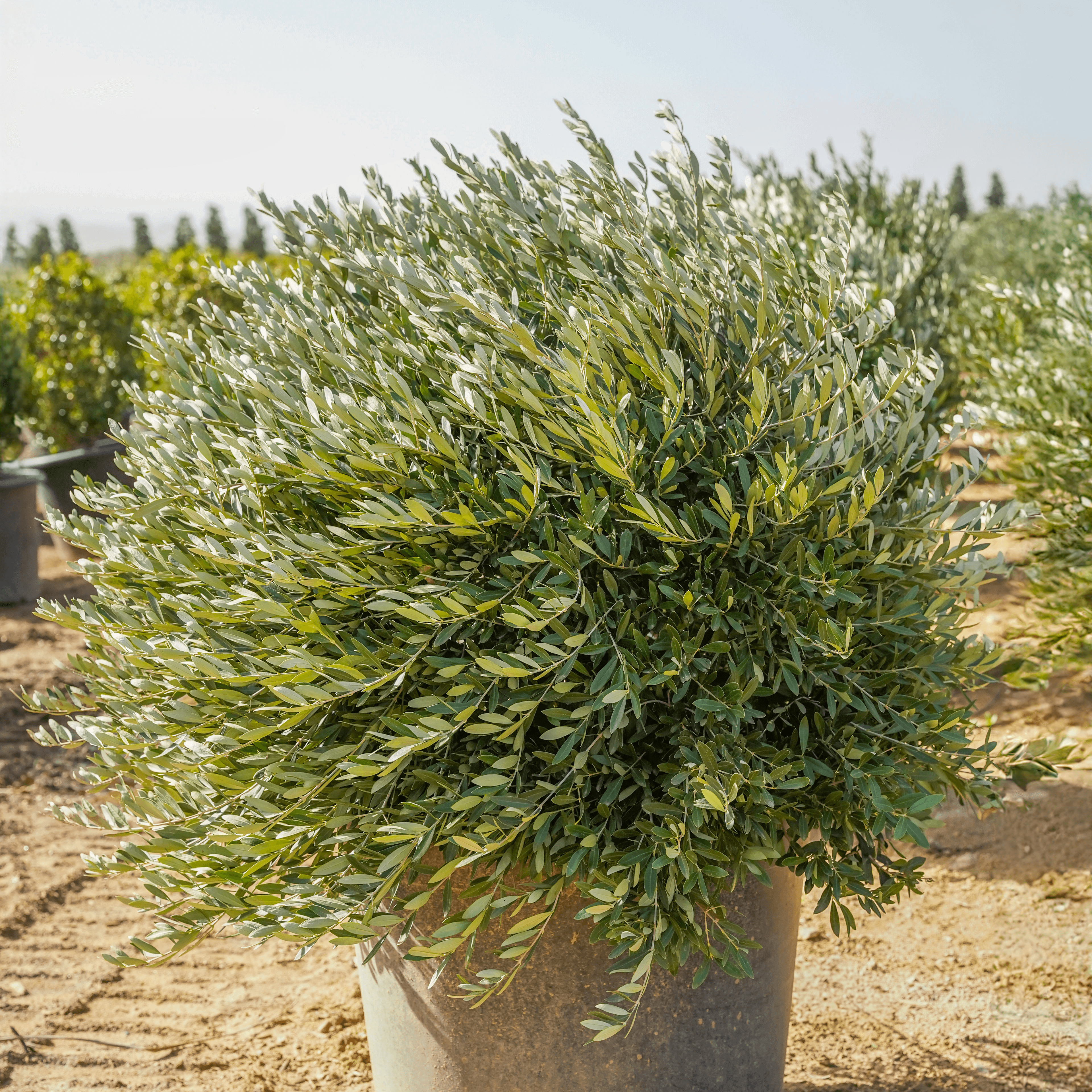 Dwarf Olive