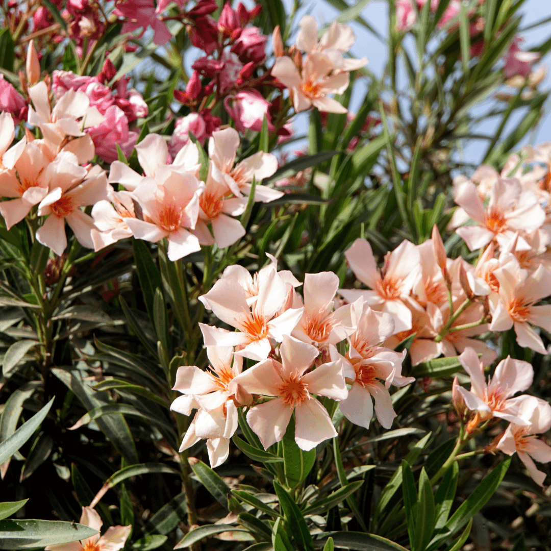 Beautiful Blooming Dwarf Olander with Vibrant Salmon Colored Flowers