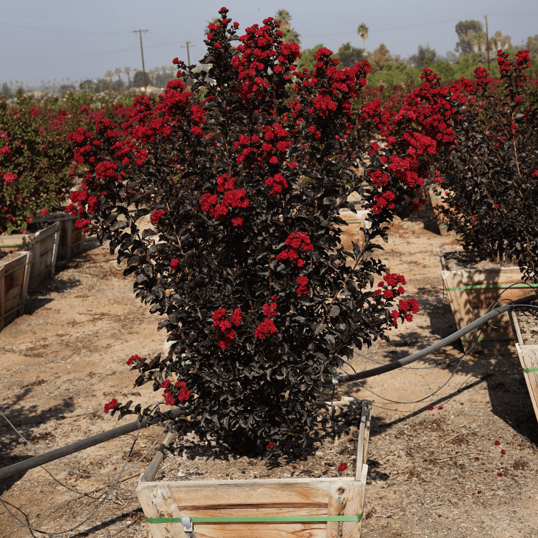 Single Mature Ebony Flame Crape Myrtle