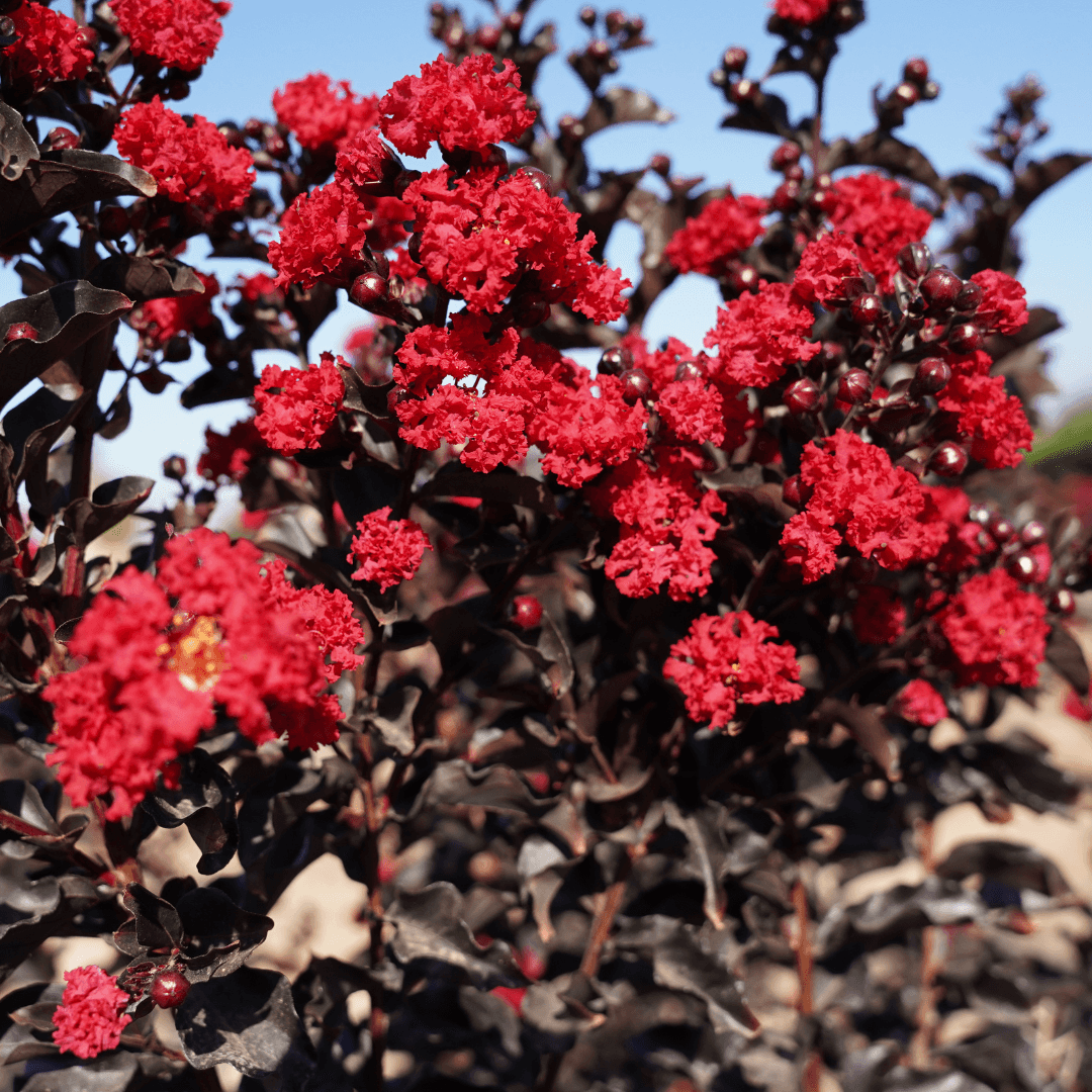Beautiful Flowering Ebony Flame Crape Myrtle