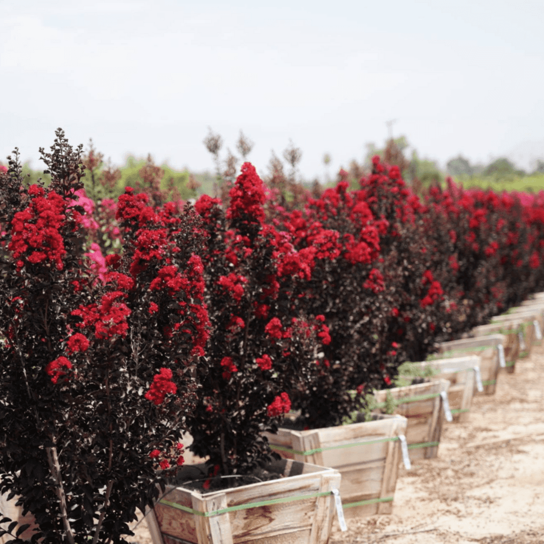 Stunning Ebony Flame Crape Myrtle In a Row