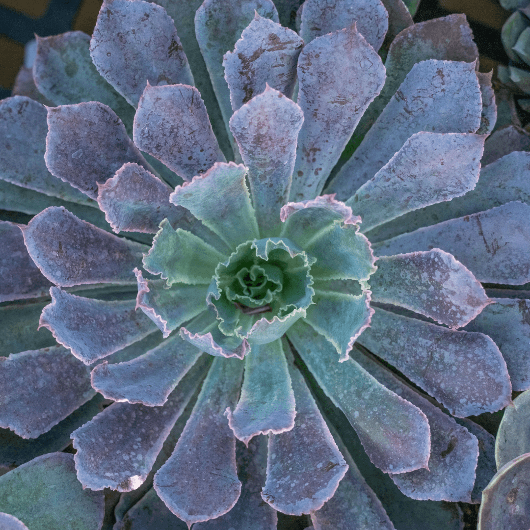 Beautiful Colorful Echeveria