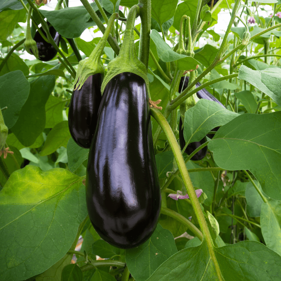 Leafy Colorful Eggplant