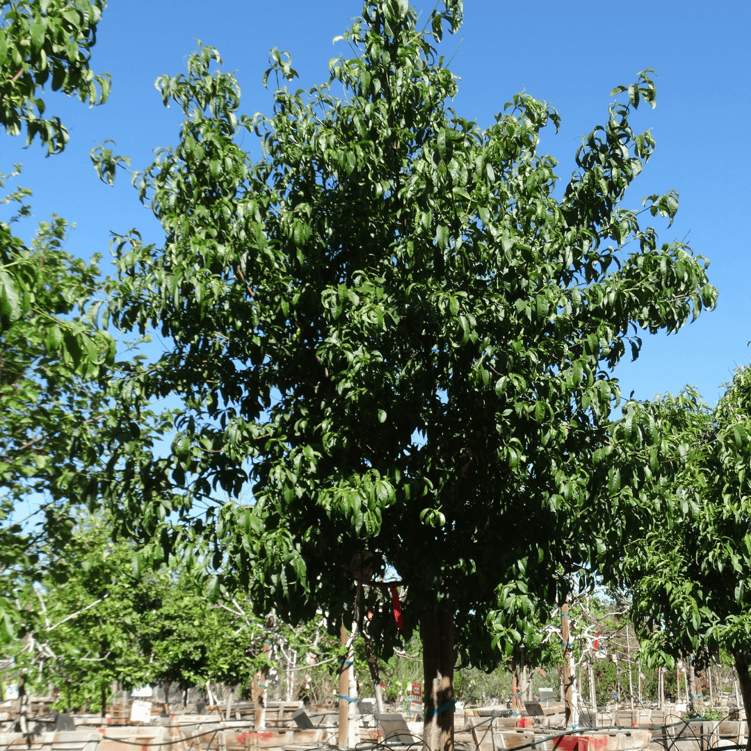 Single Mature Early Elberta Peach Tree