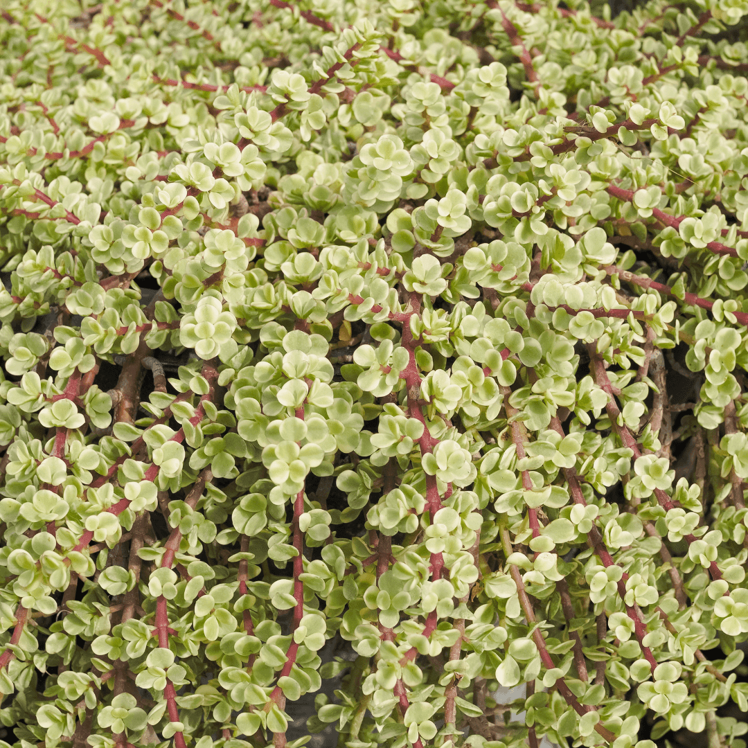 Dense Variegated Elephants Food 
