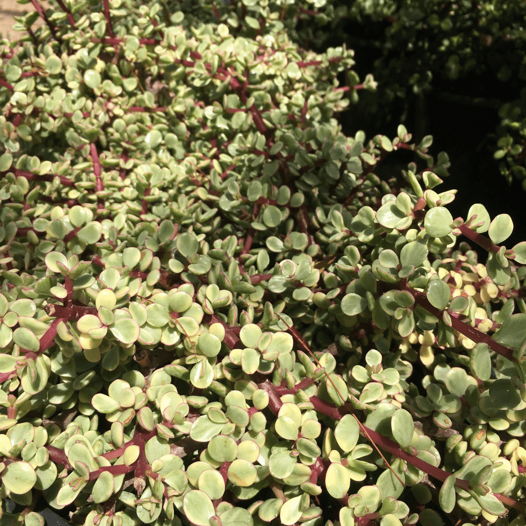 Dense Variegated Elephants Food 