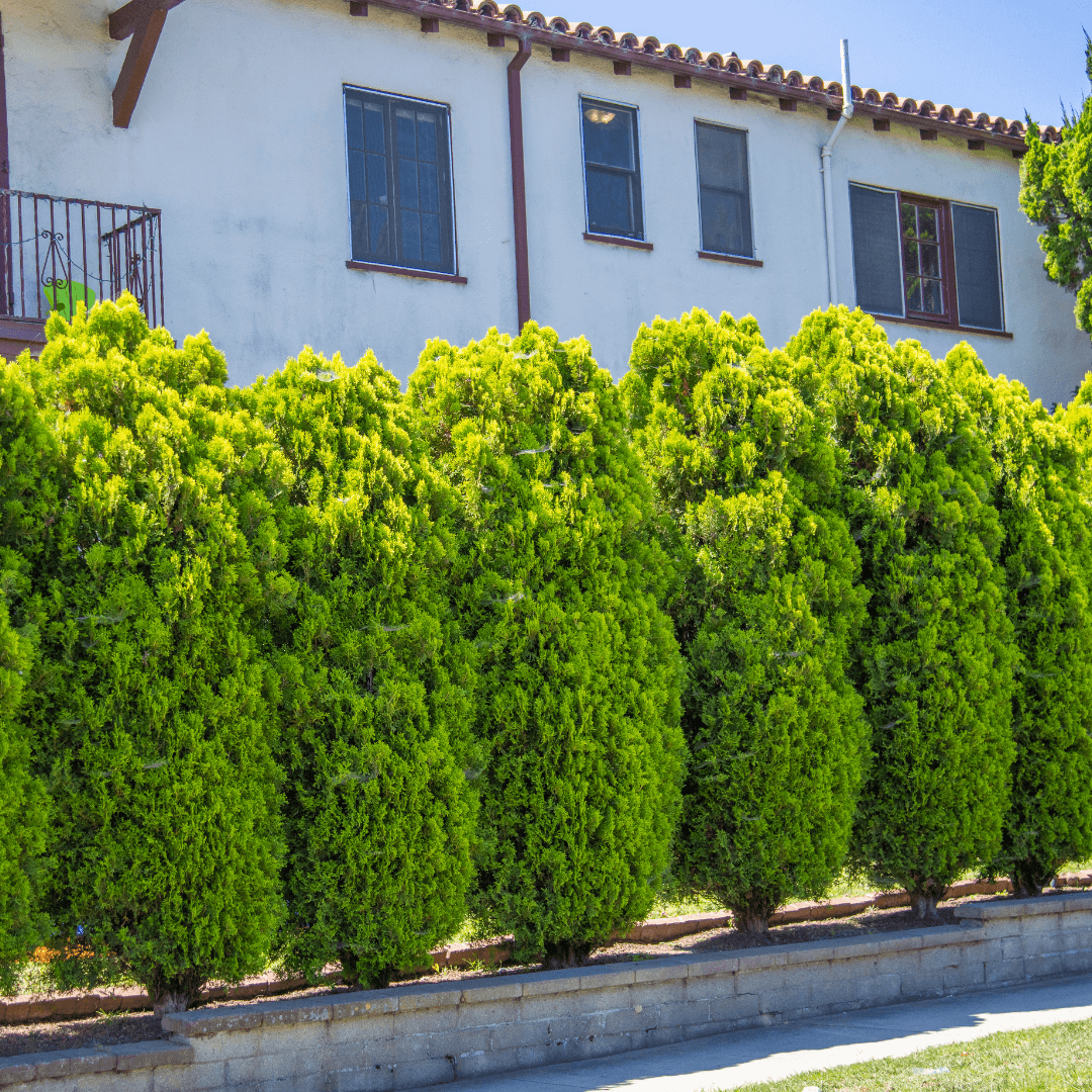 Emerald Arborvitae Planted in a Row