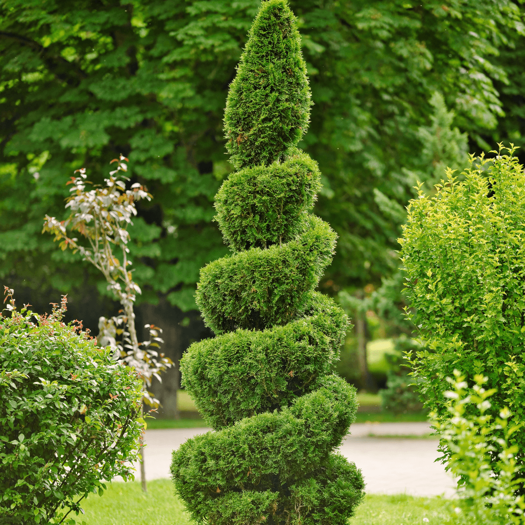 Beautifully Sculpted Evergreen Emerald Spiral Arborvitae Planted 