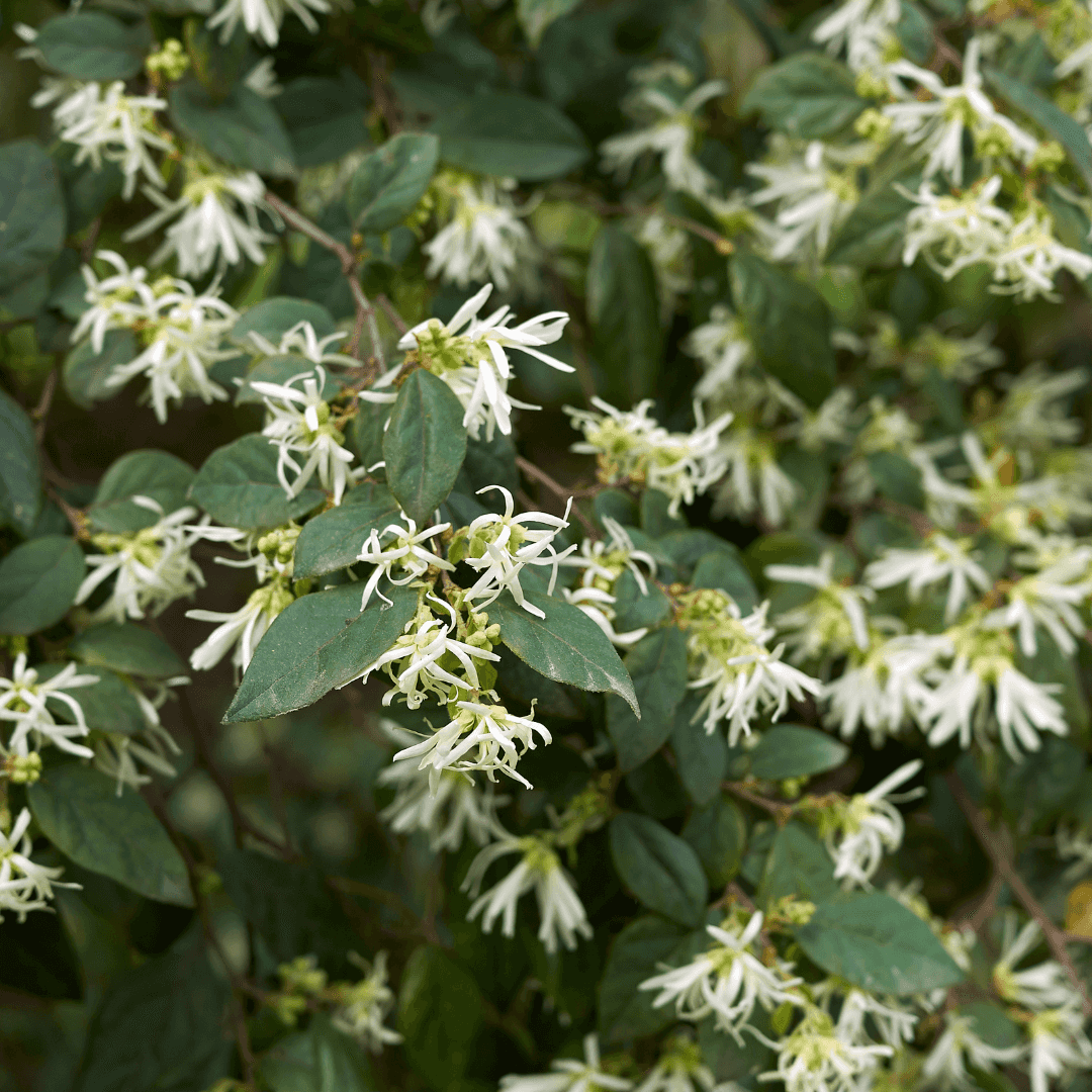 Beautiful Blooming Emerald Snow Loropetalum  Plant Mature with White Flowers