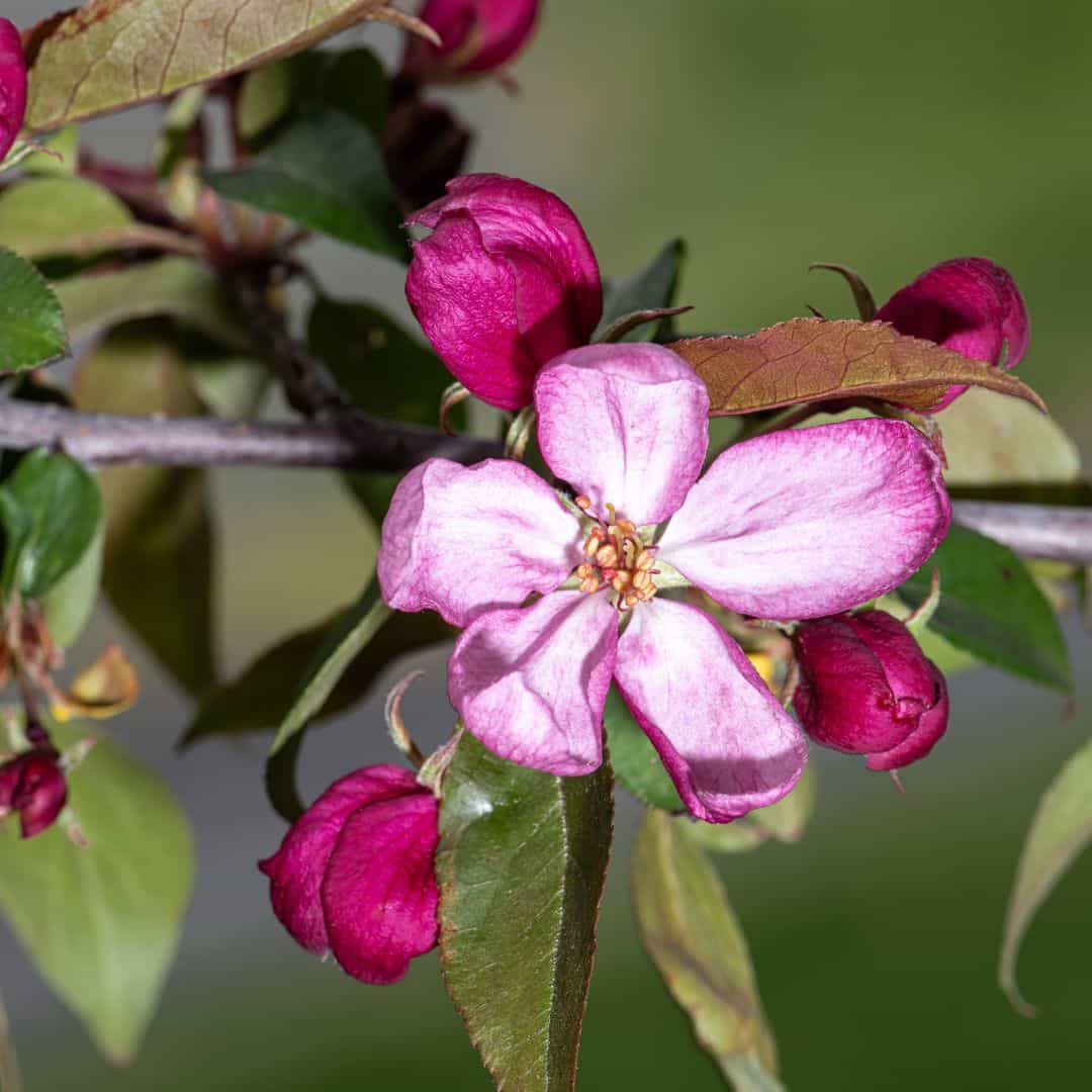 Beautiful Blooming Emerald Spire Crabapple Tree with Vibrant Pink Flowers