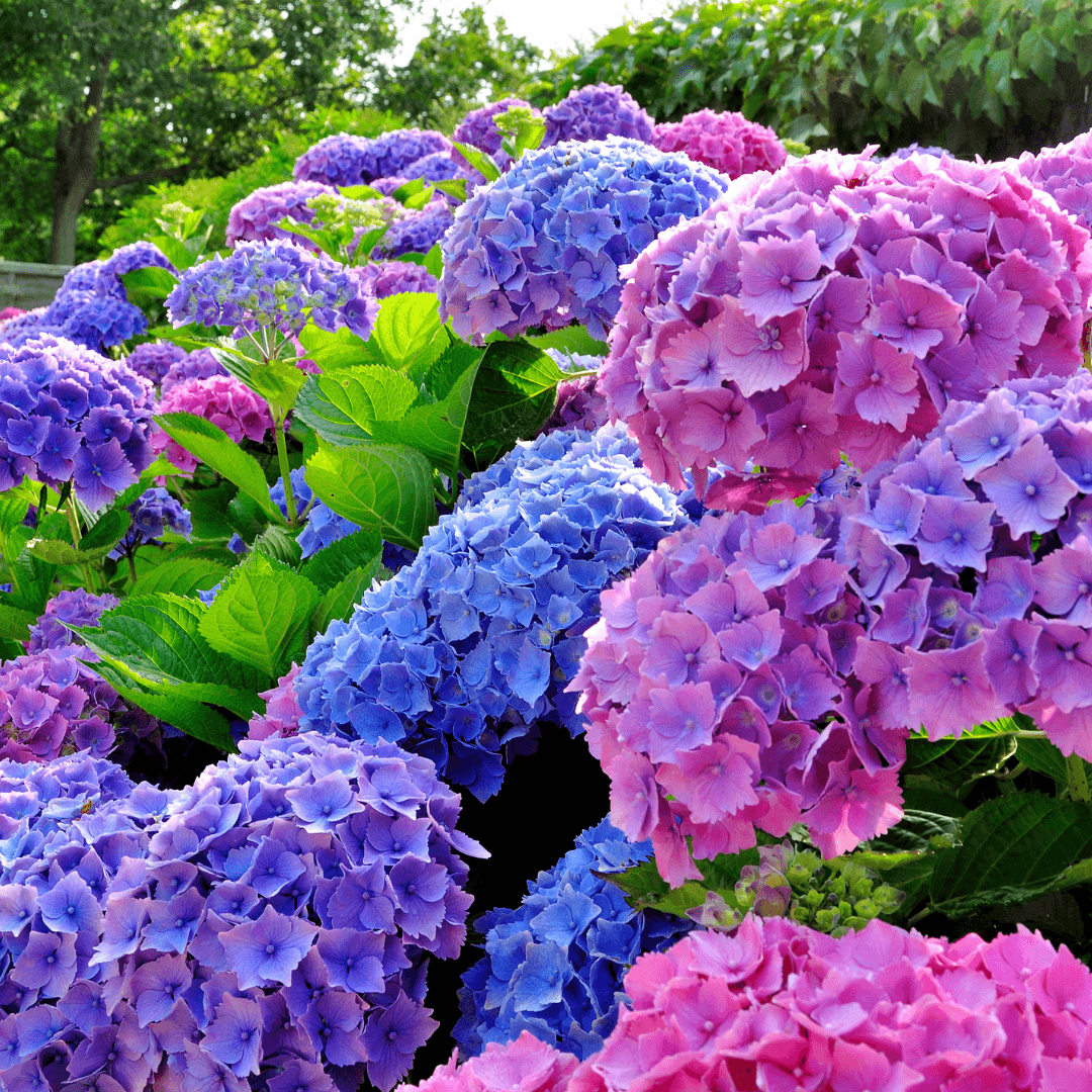 Mature Blooming Endless Summer Hydrangea Plant with Vibrant Pink and Blue Flowers