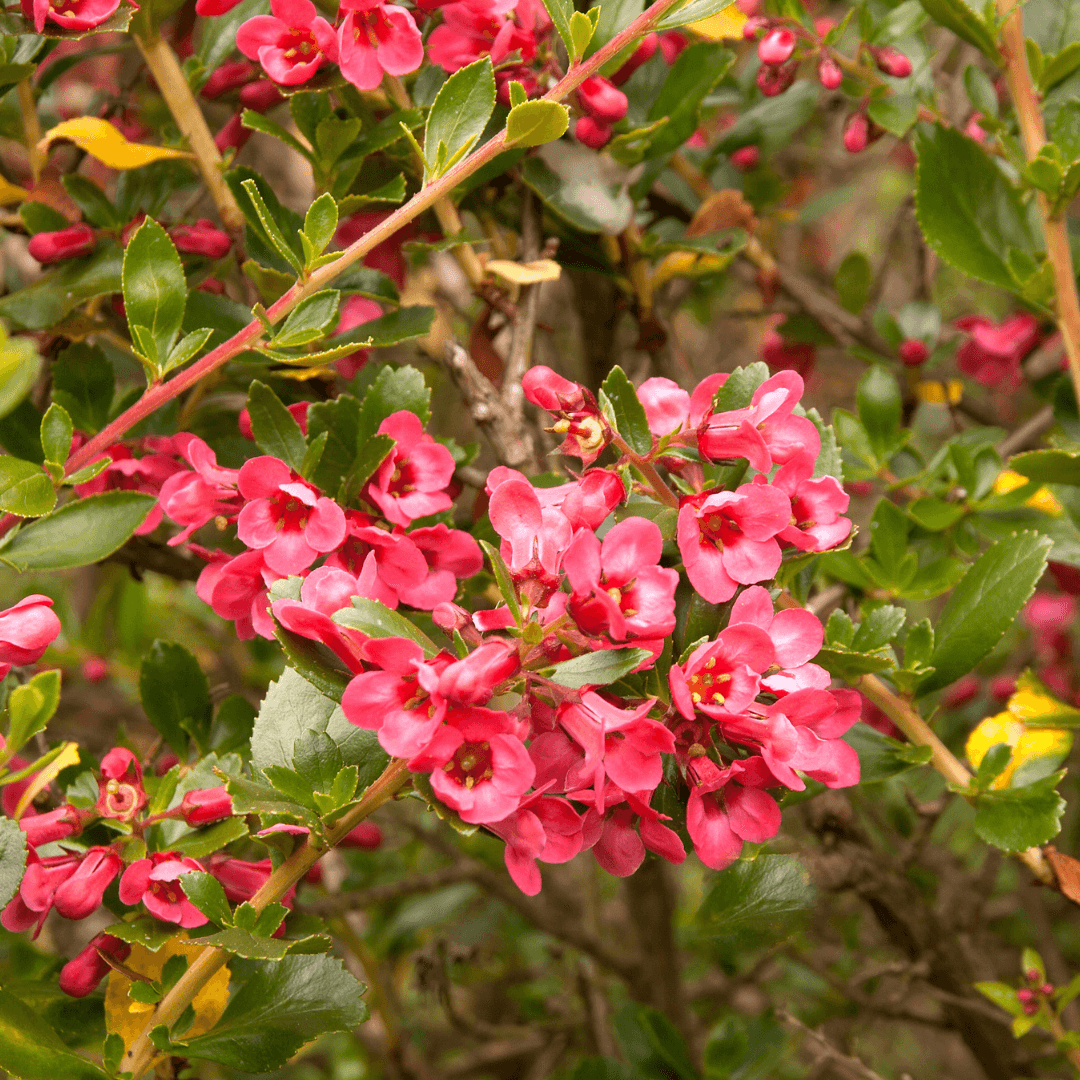 Beautiful Blooming Escallonia Plant with Vibrant Pink Flowers