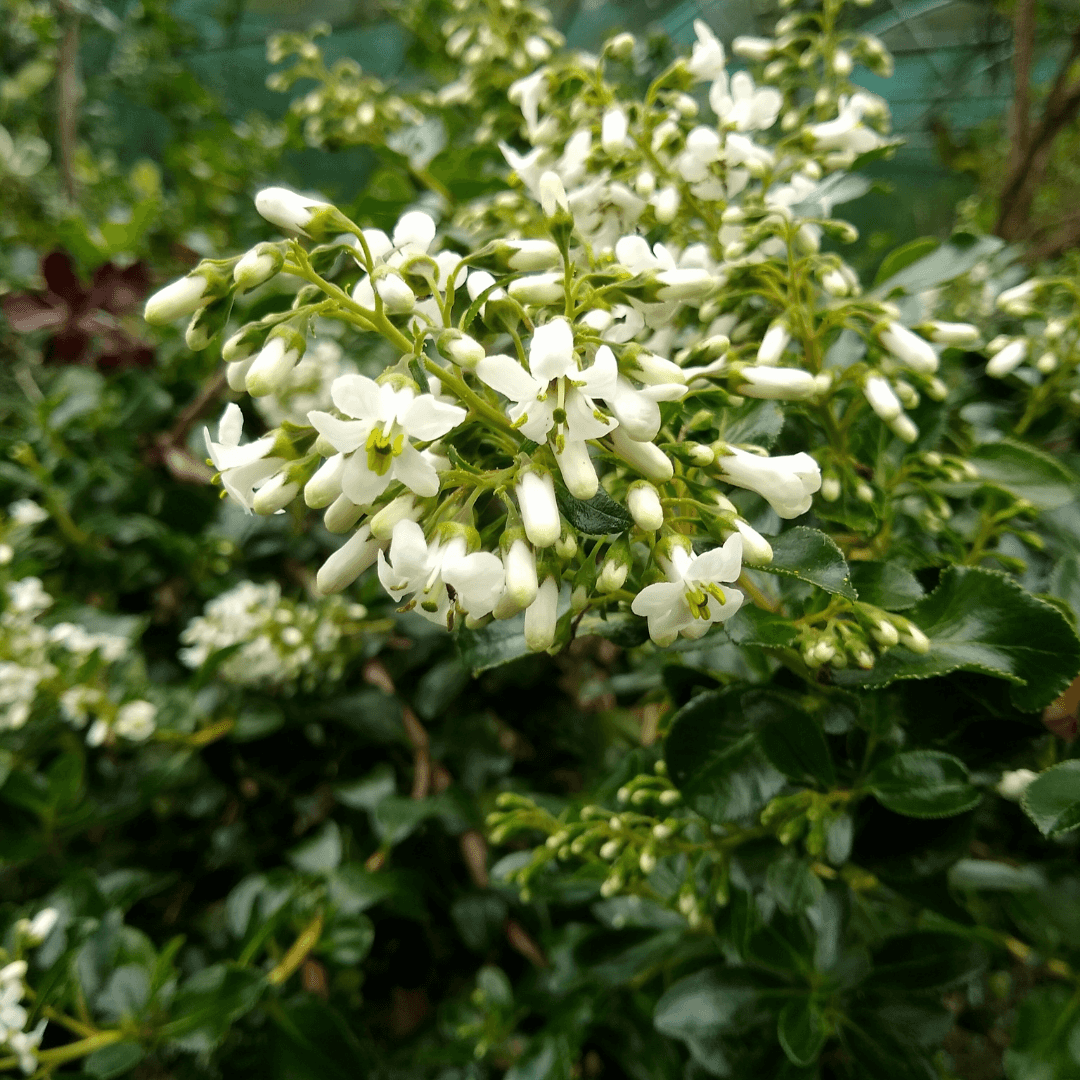 Beautiful Blooming Escallonia Plant with Vibrant White Flowers